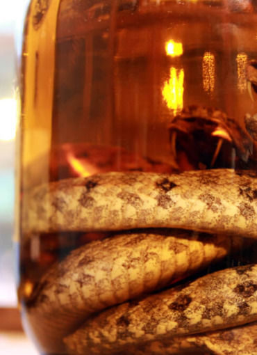 Китайца укусили змеи которых он год продержал в спирте