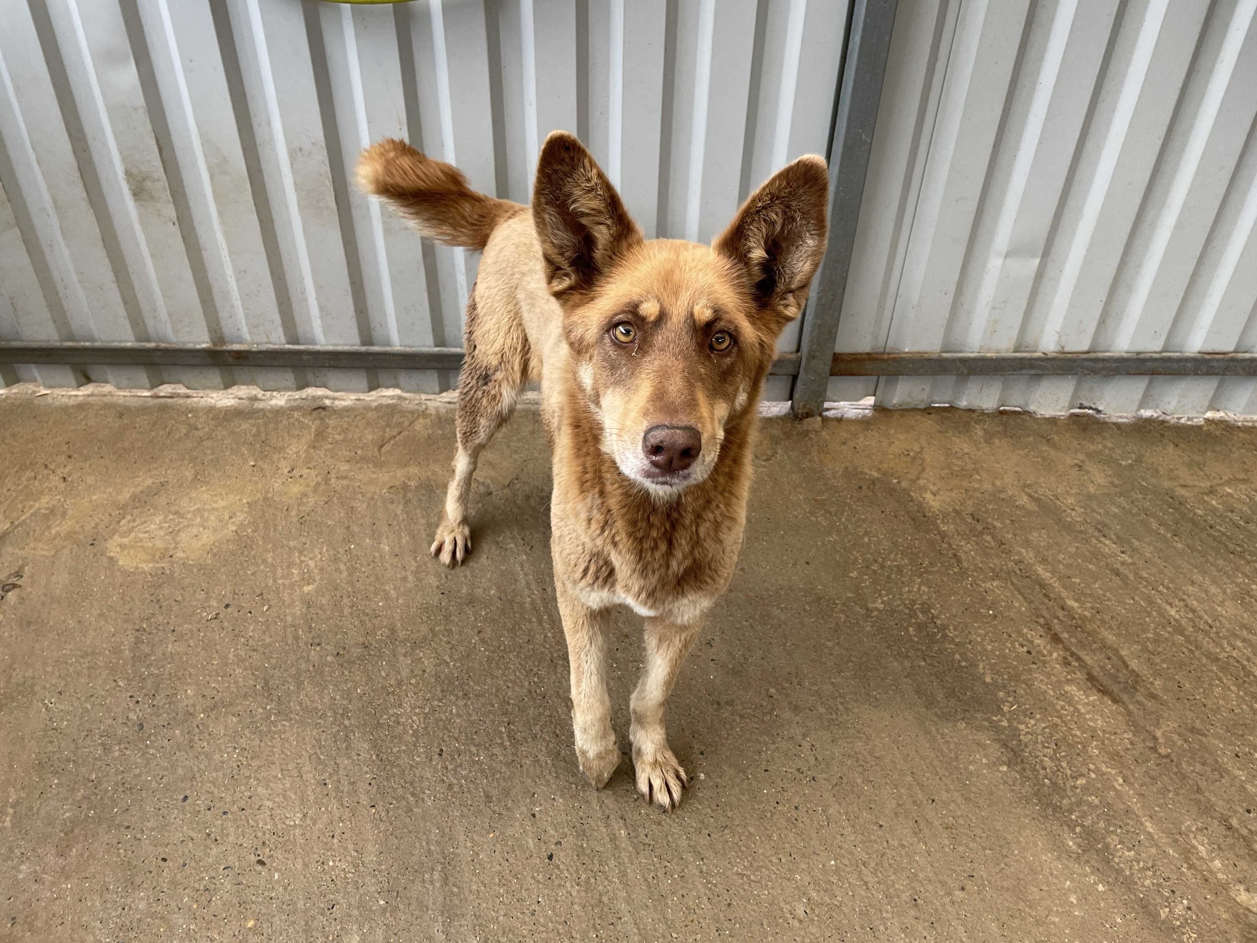 Рыжебальда