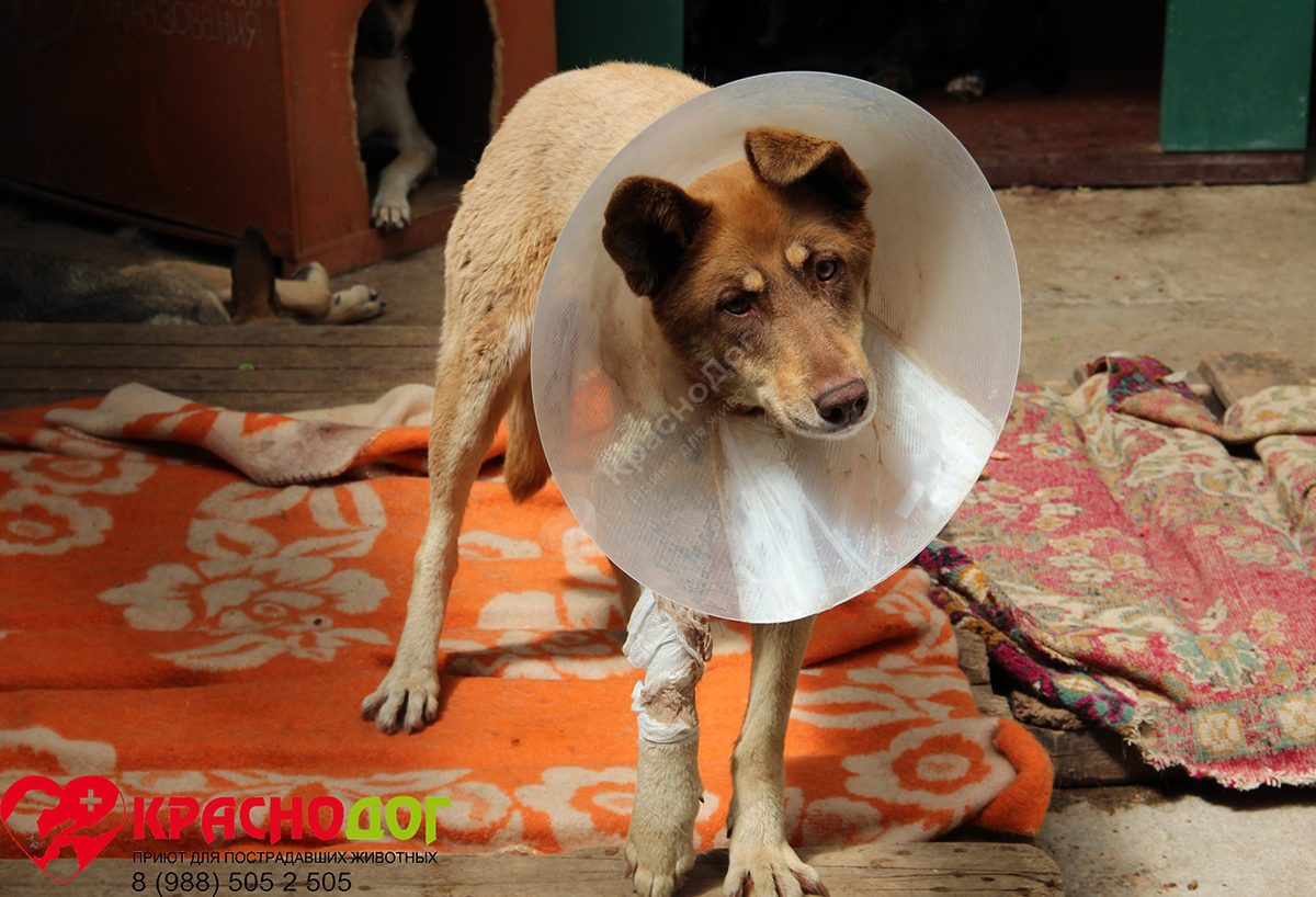 Рыжебальда