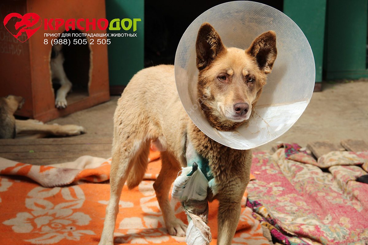 Рыжебальда