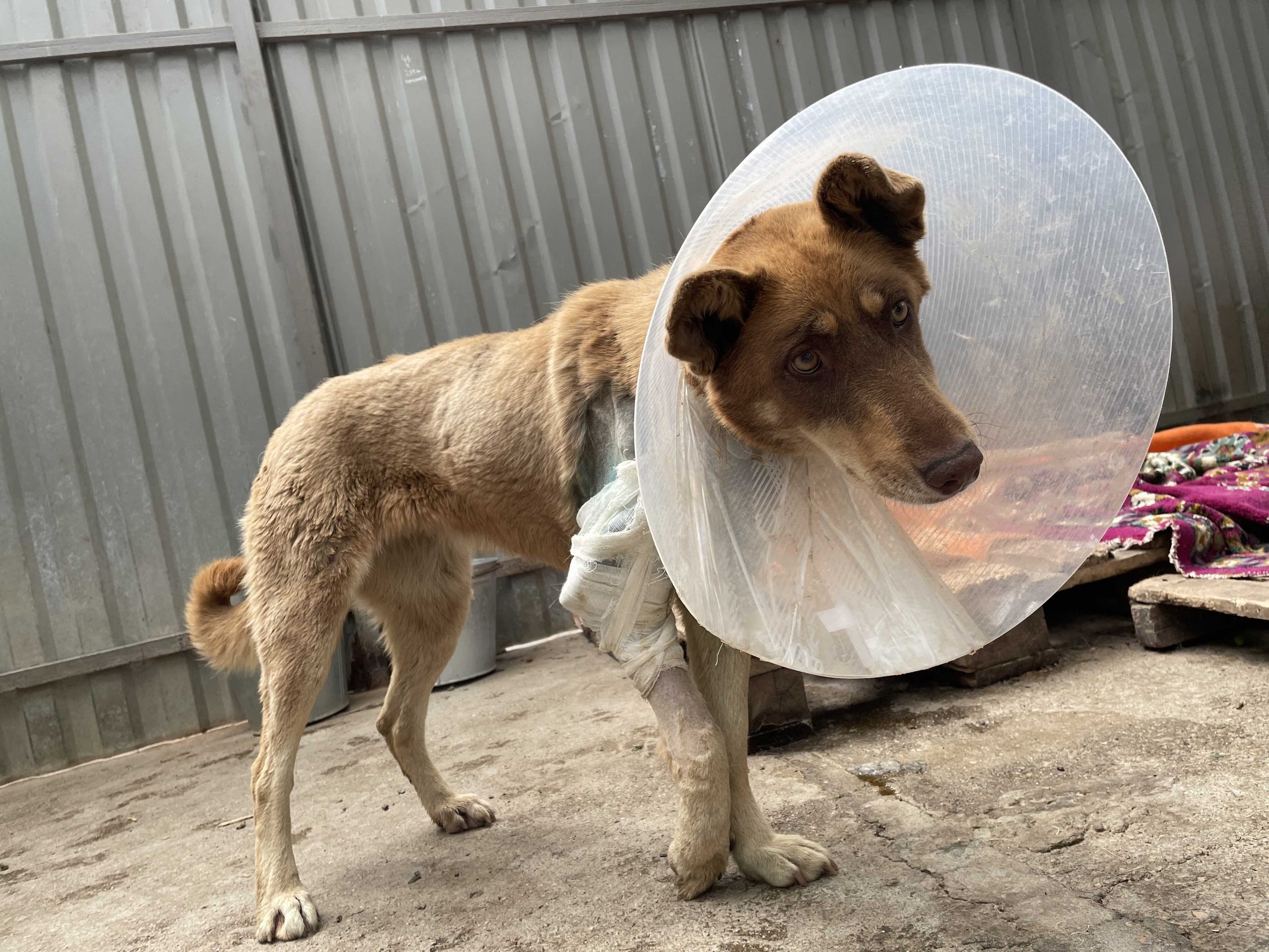 Рыжебальда