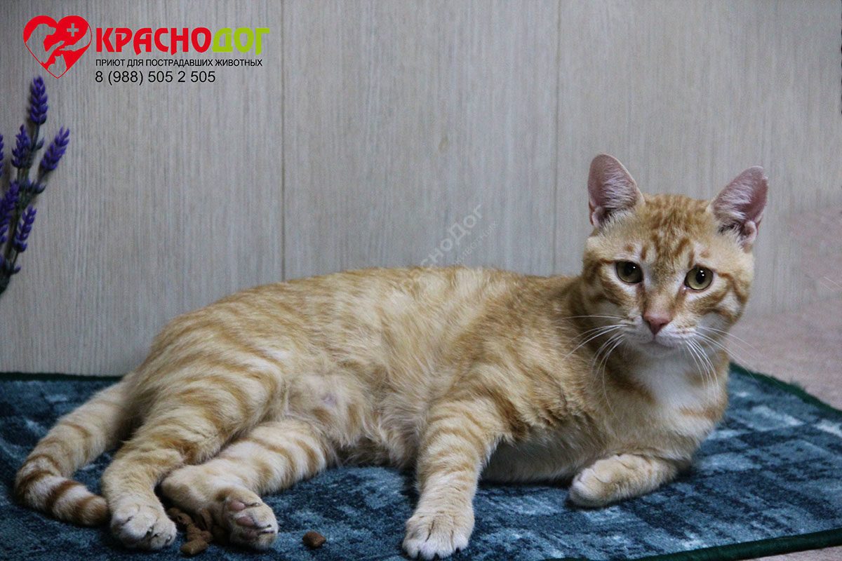 Аристократ