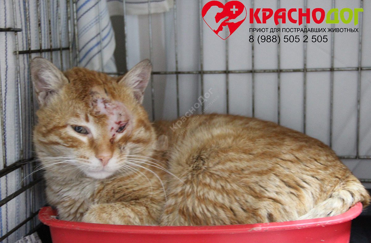 Аристократ