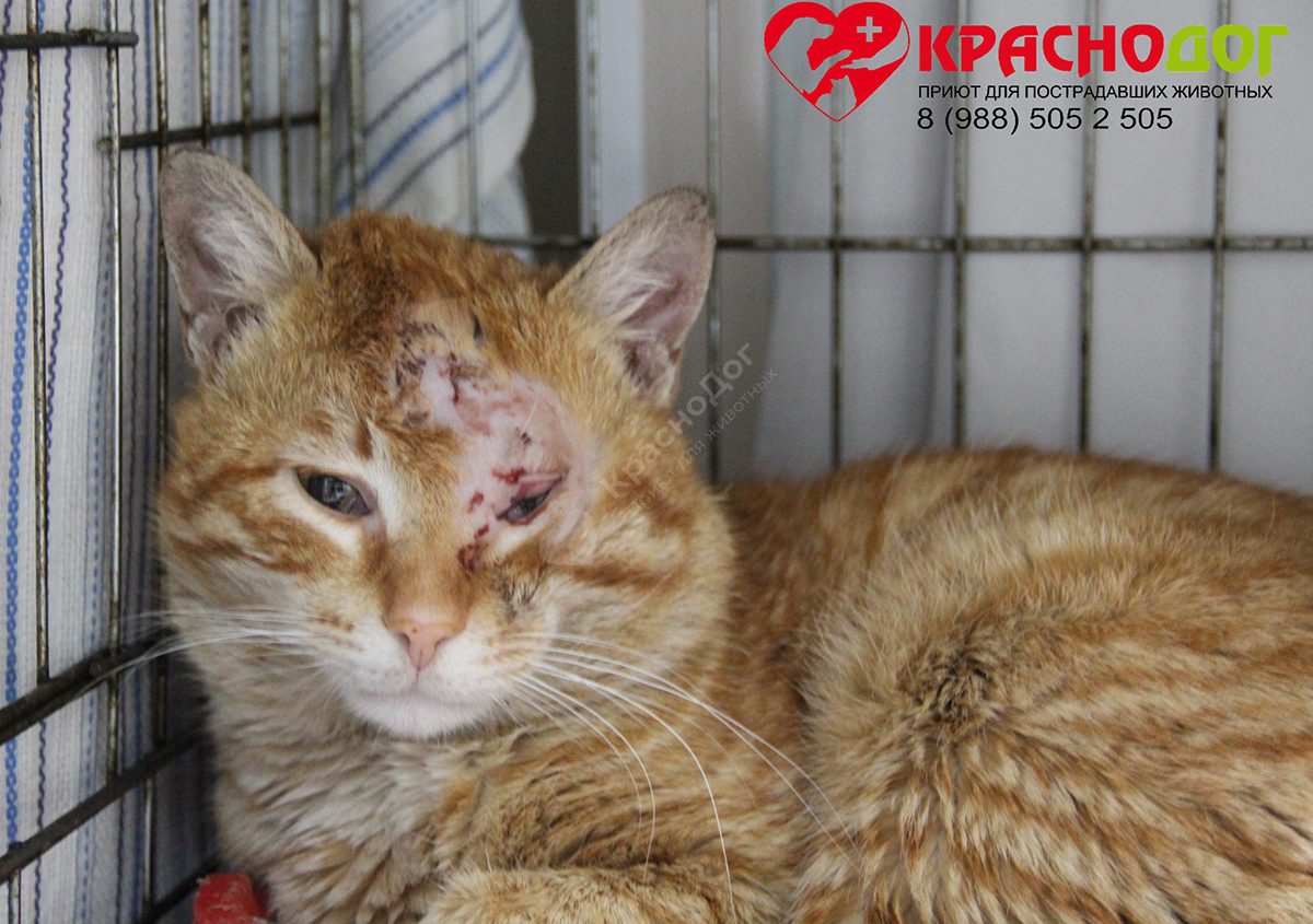 Аристократ