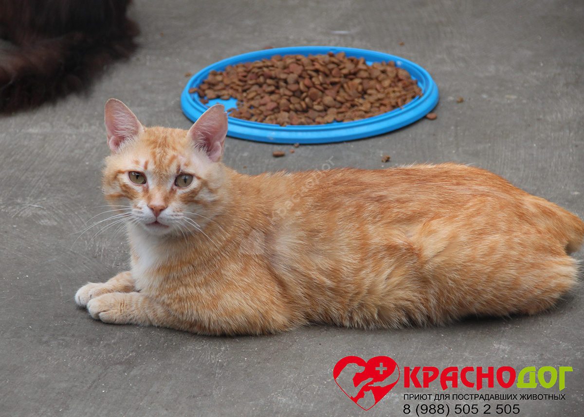 Аристократ