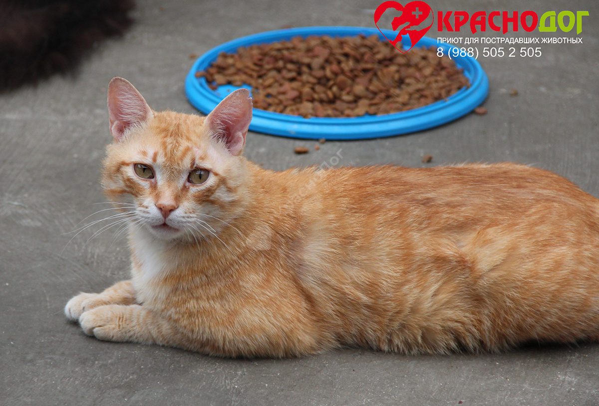 Аристократ