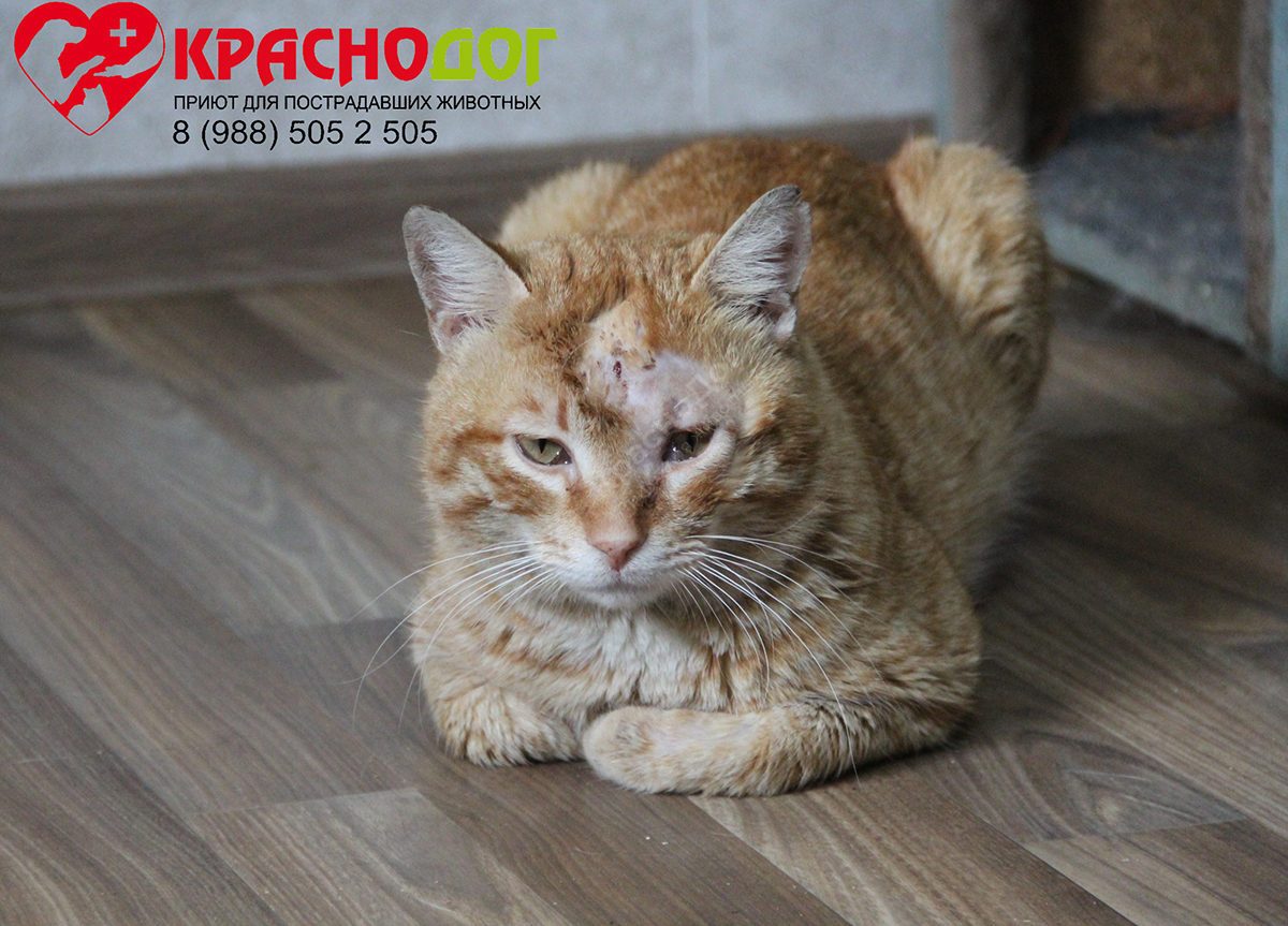 Аристократ