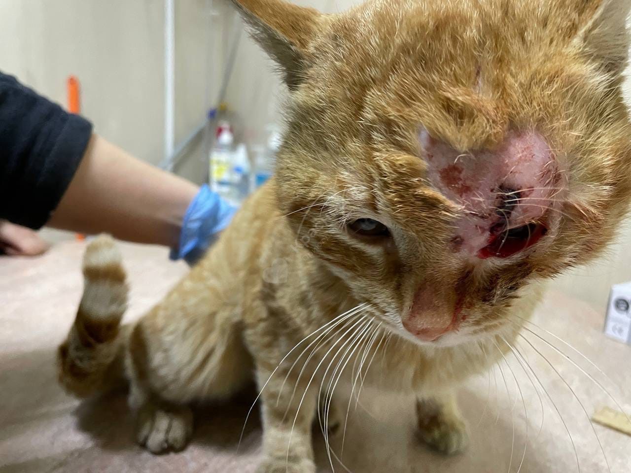 Аристократ