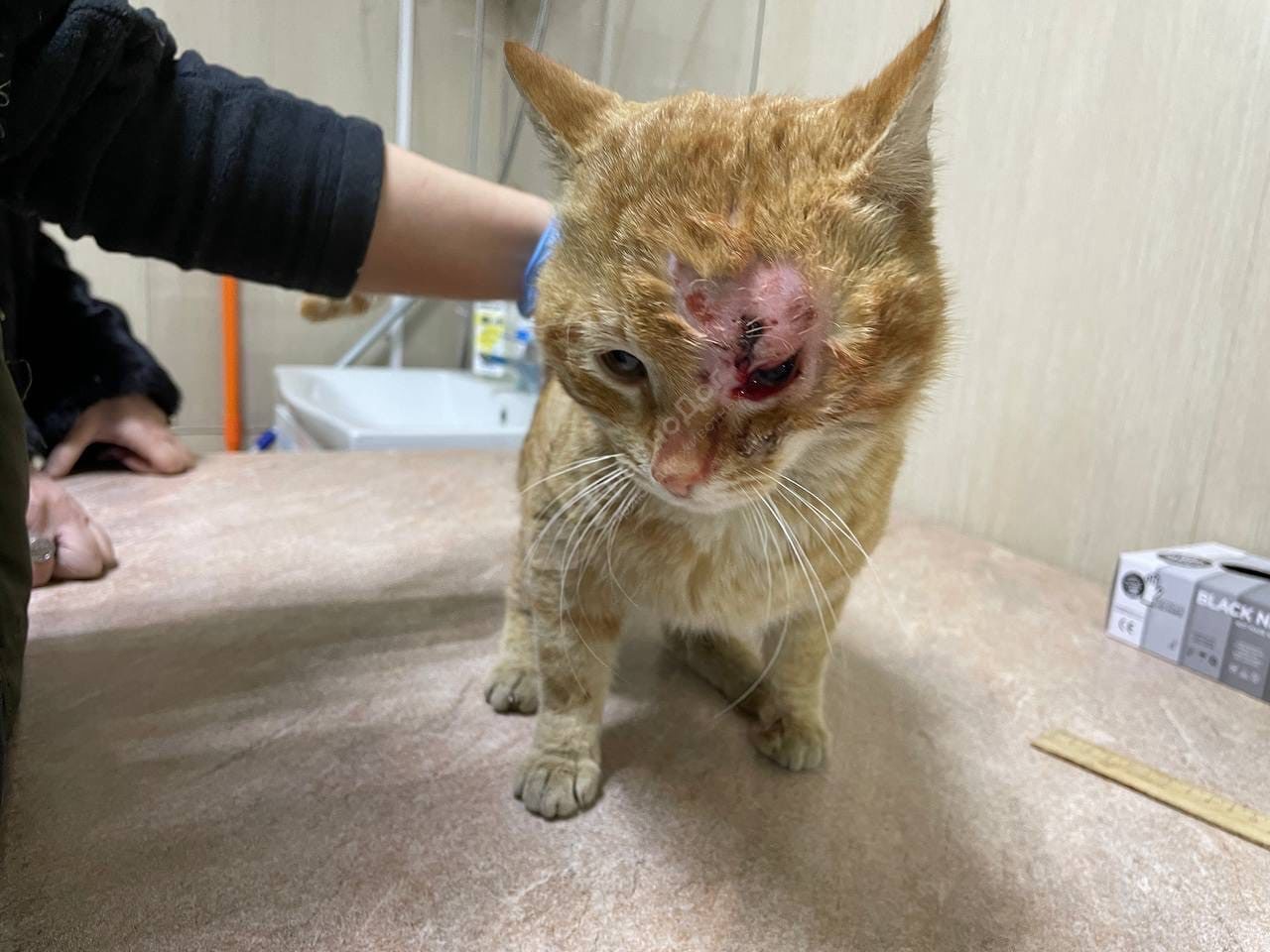 Аристократ