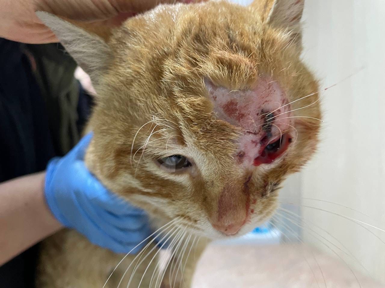 Аристократ