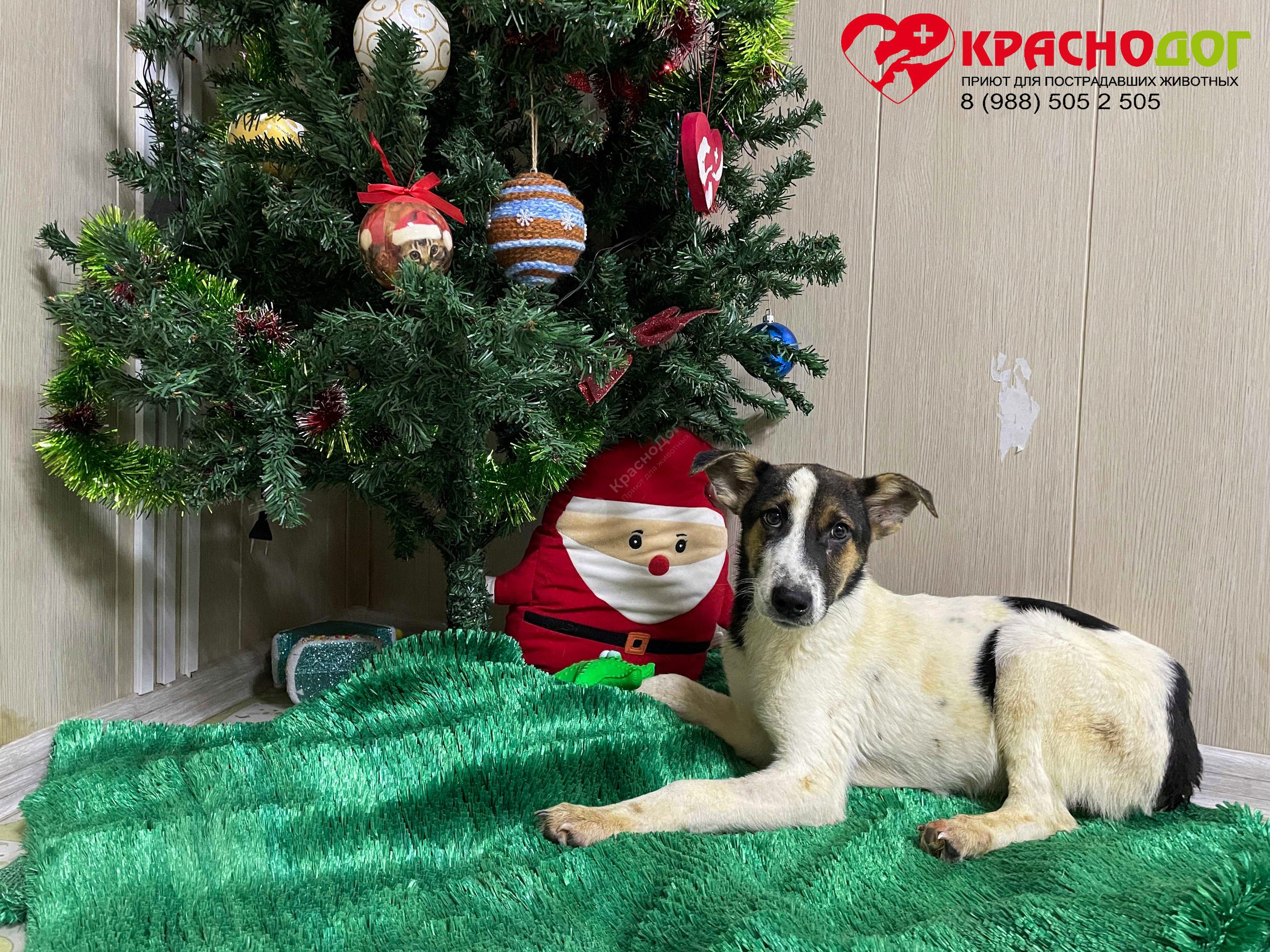 Баклажанчик