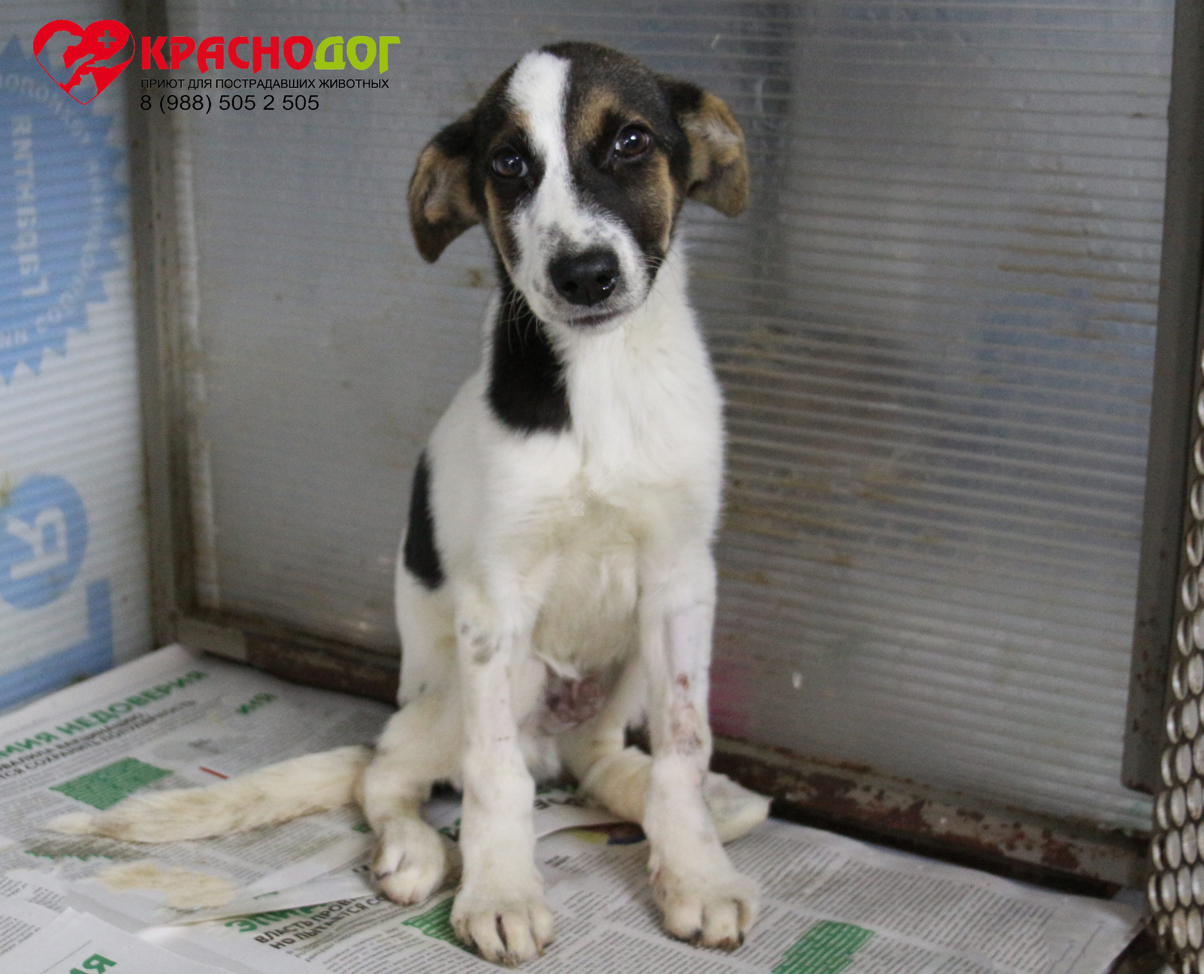 Баклажанчик