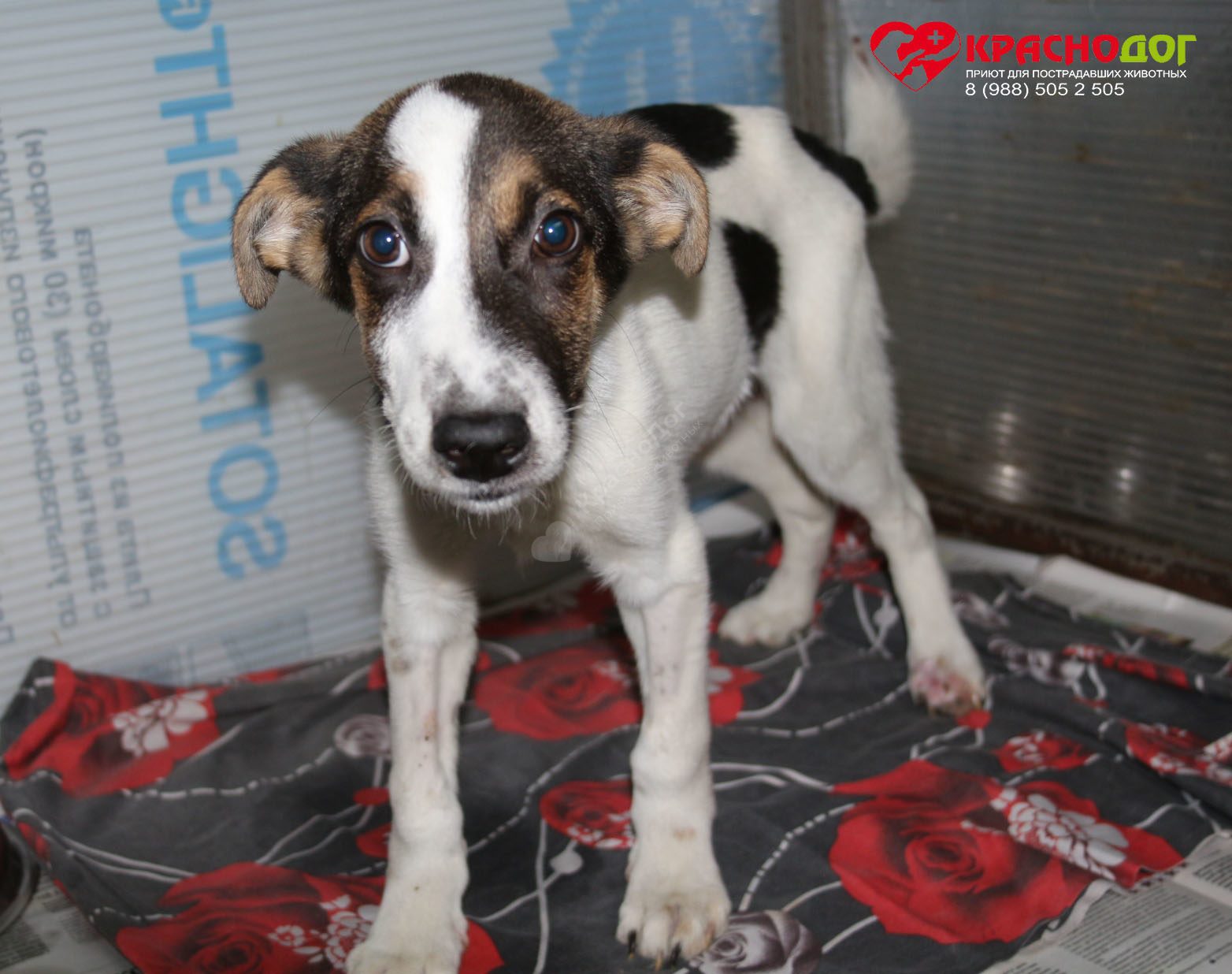 Баклажанчик