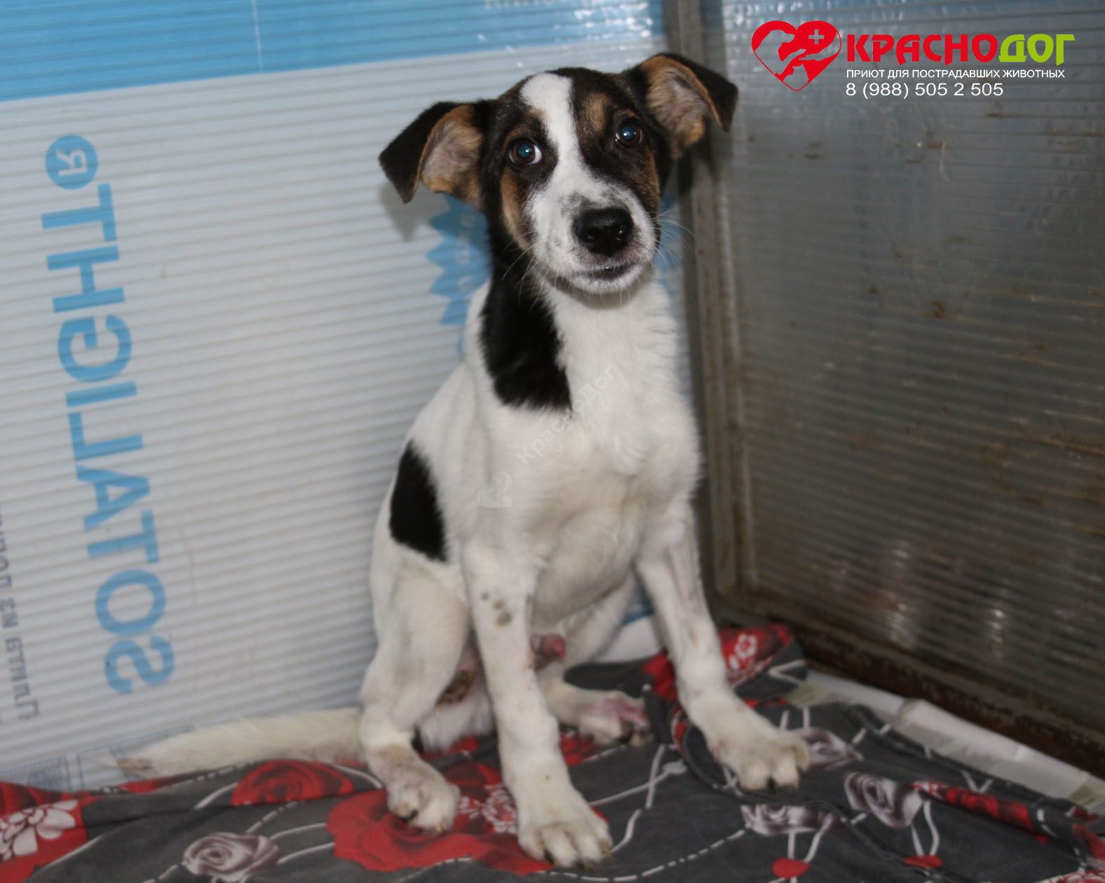 Баклажанчик