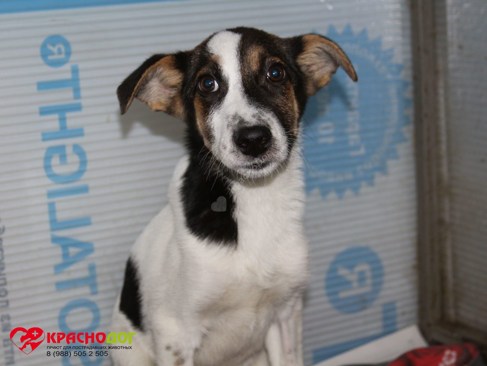 Баклажанчик