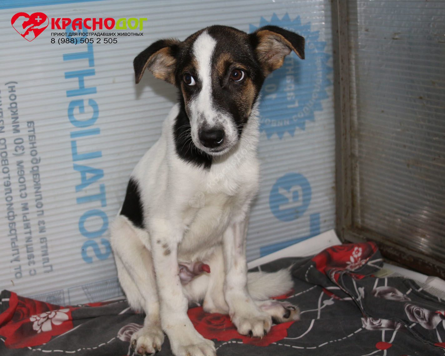 Баклажанчик