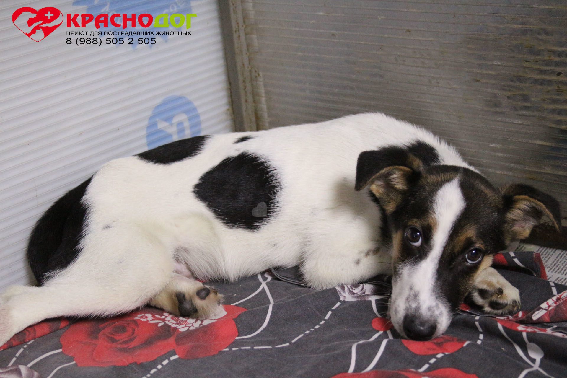 Баклажанчик