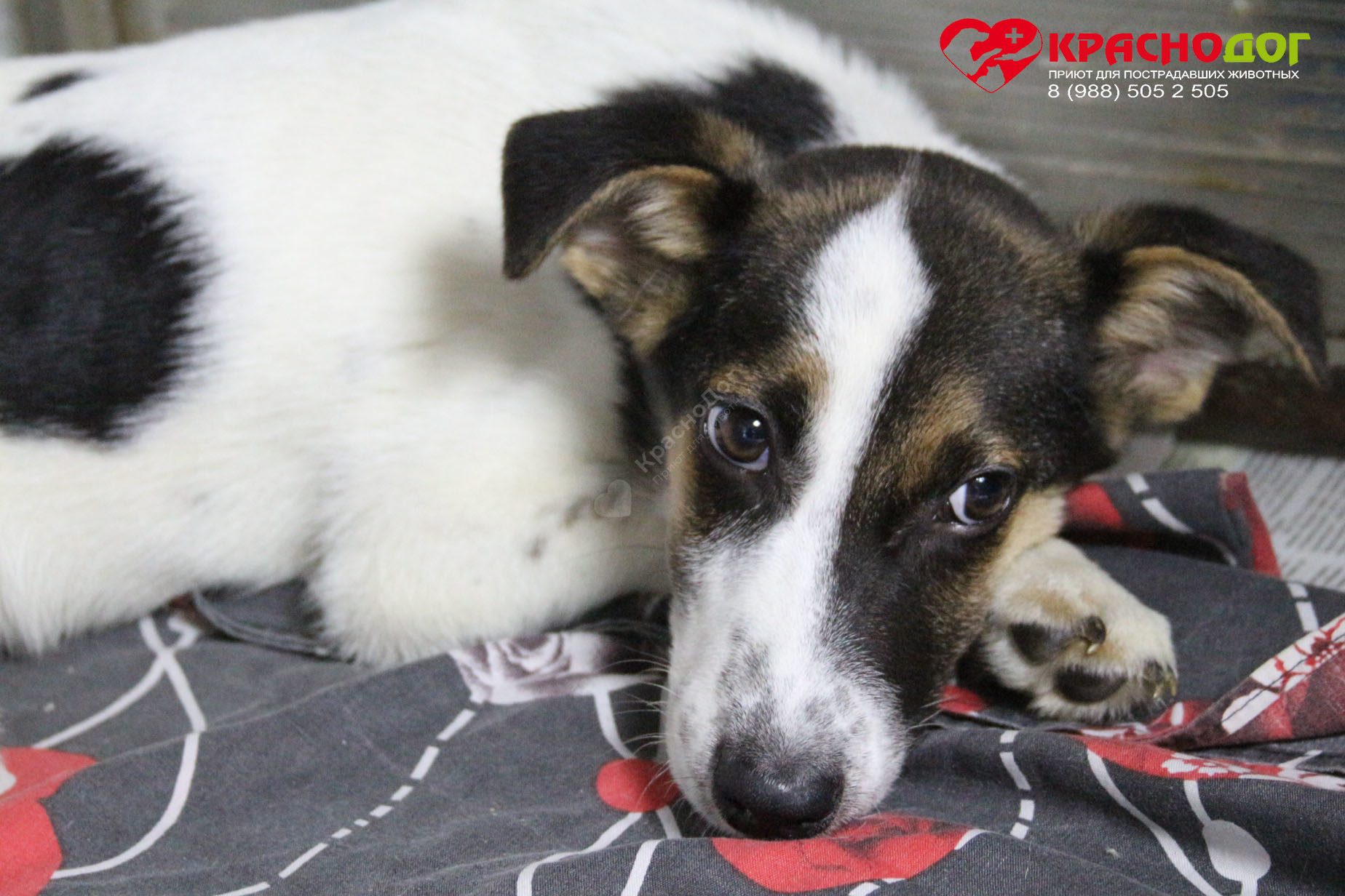 Баклажанчик