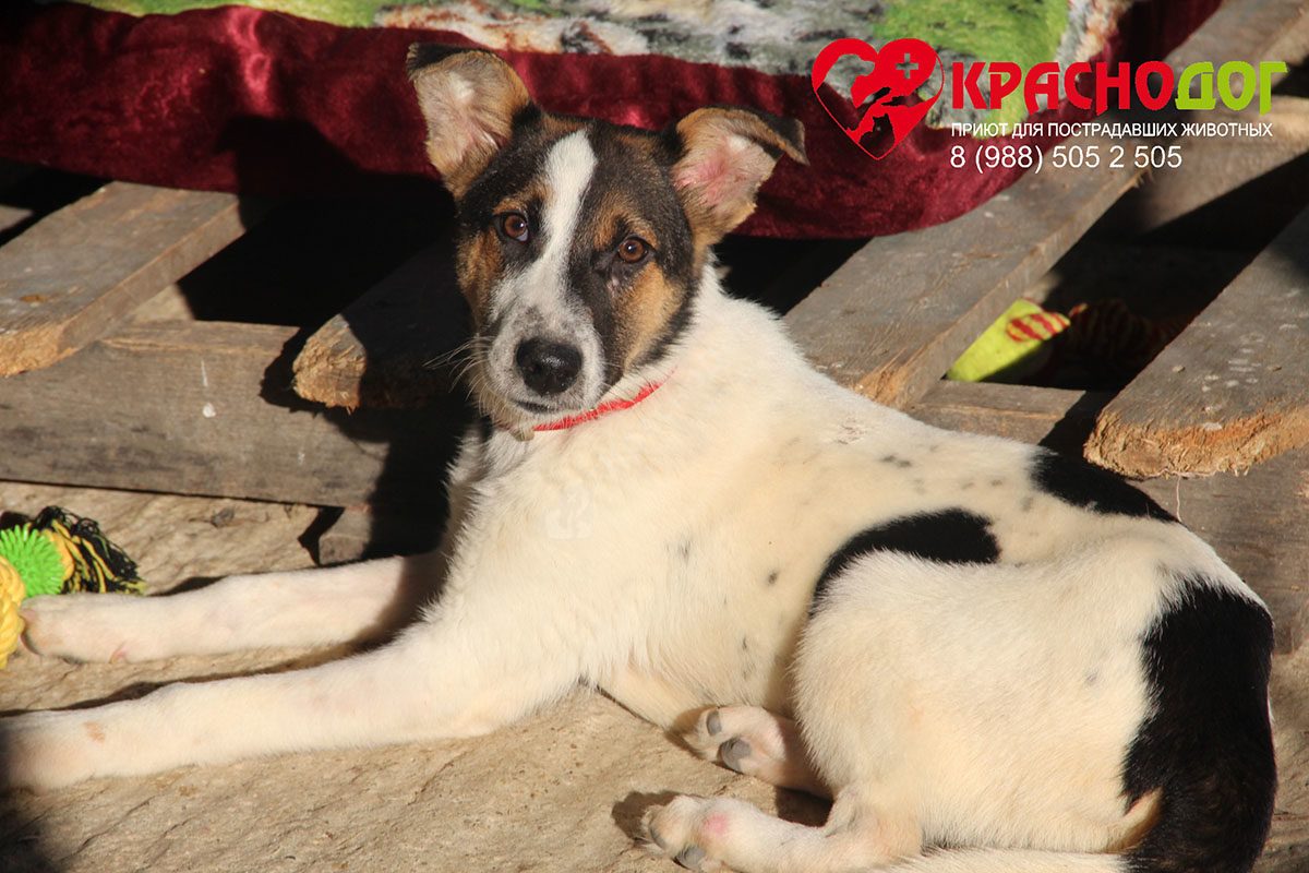 Баклажанчик