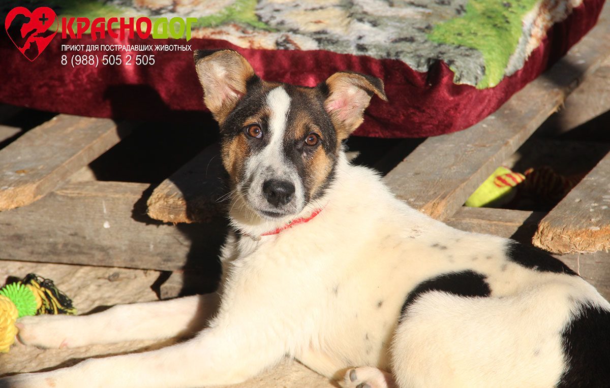 Баклажанчик