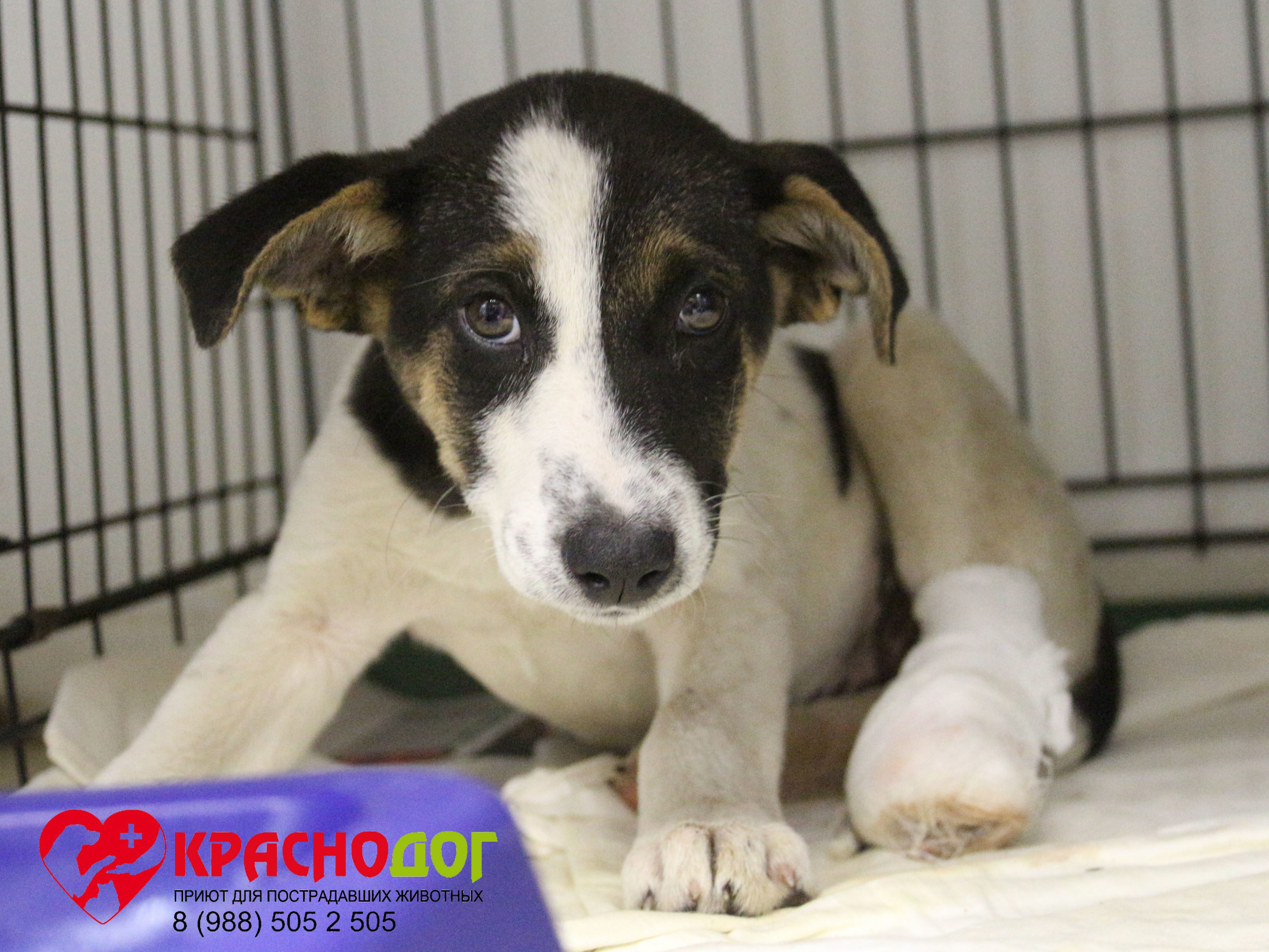 Баклажанчик