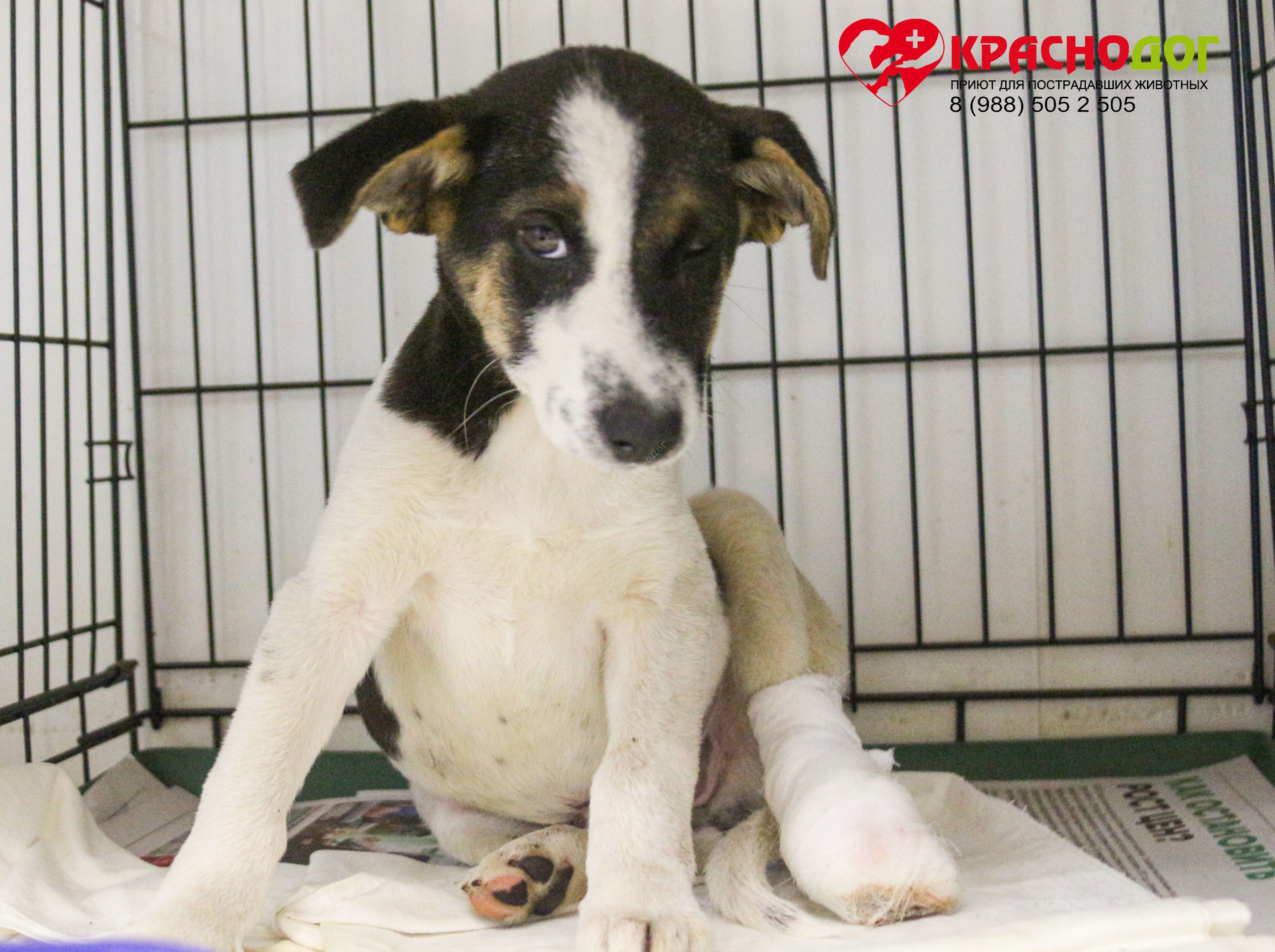 Баклажанчик