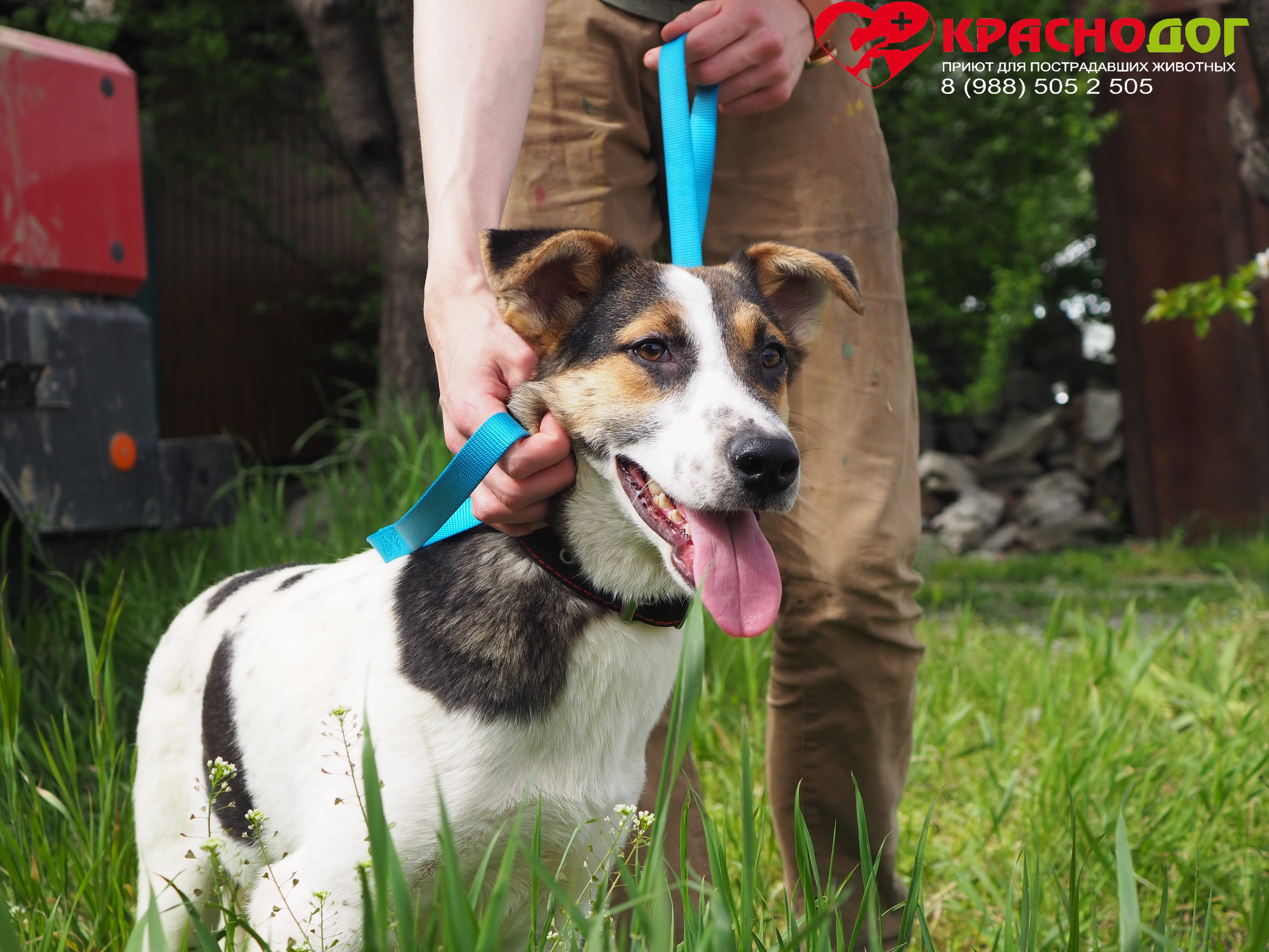 Баклажанчик