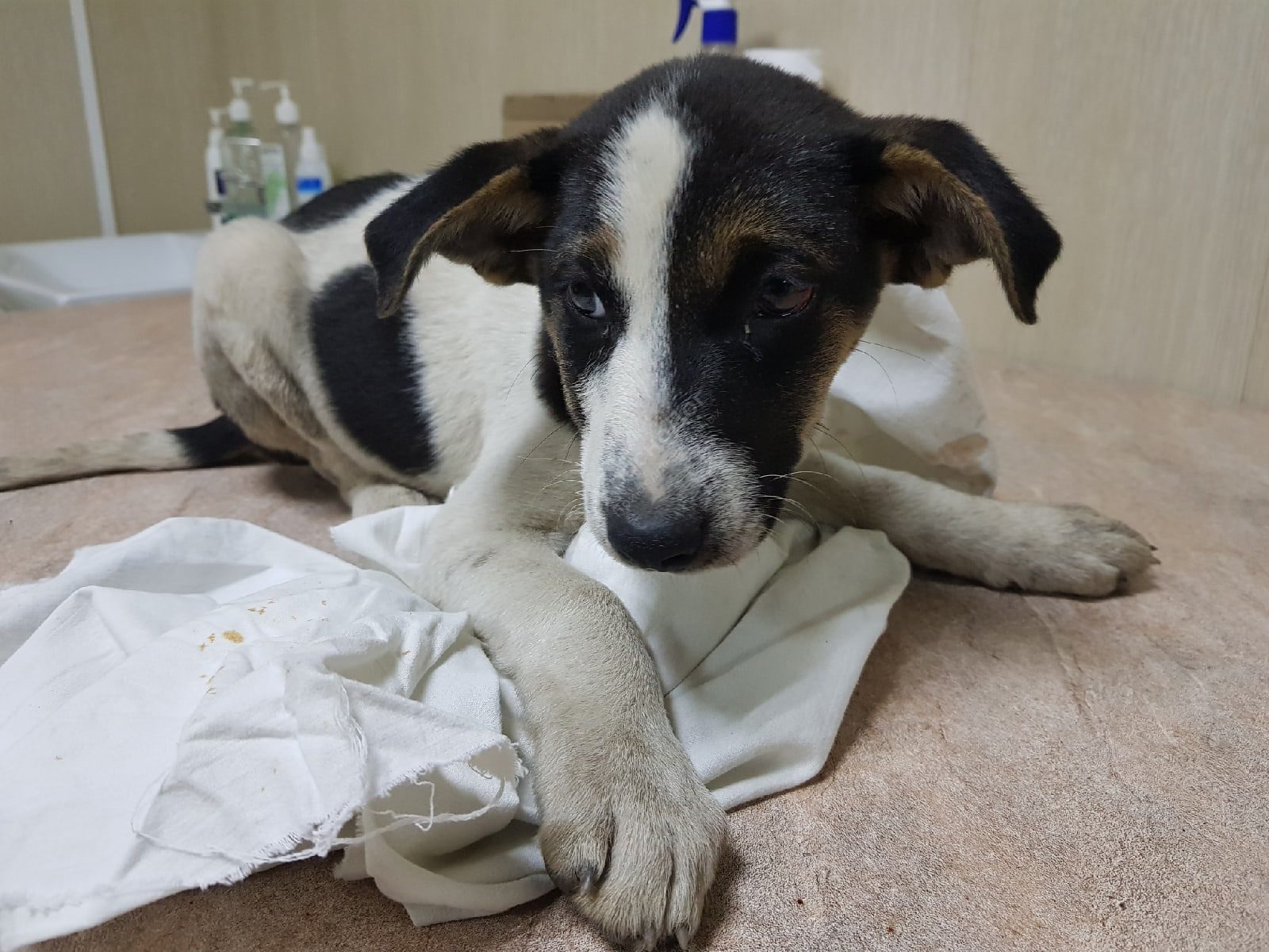 Баклажанчик