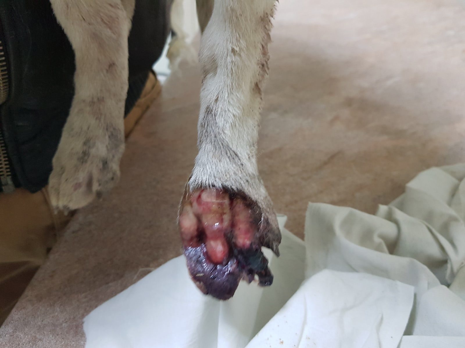 Баклажанчик