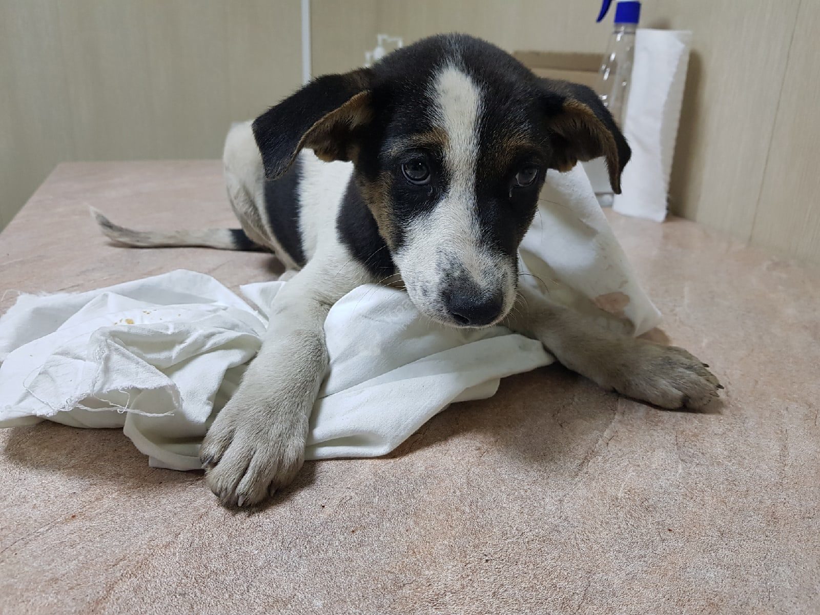 Баклажанчик