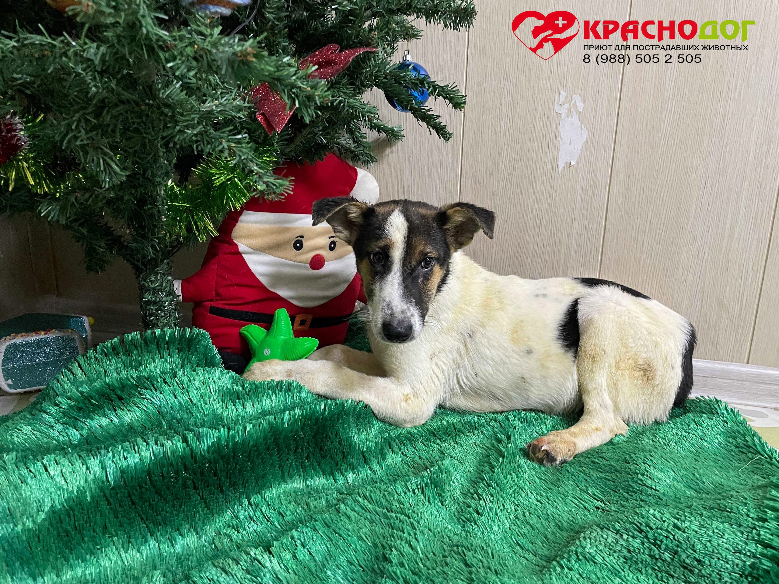 Баклажанчик