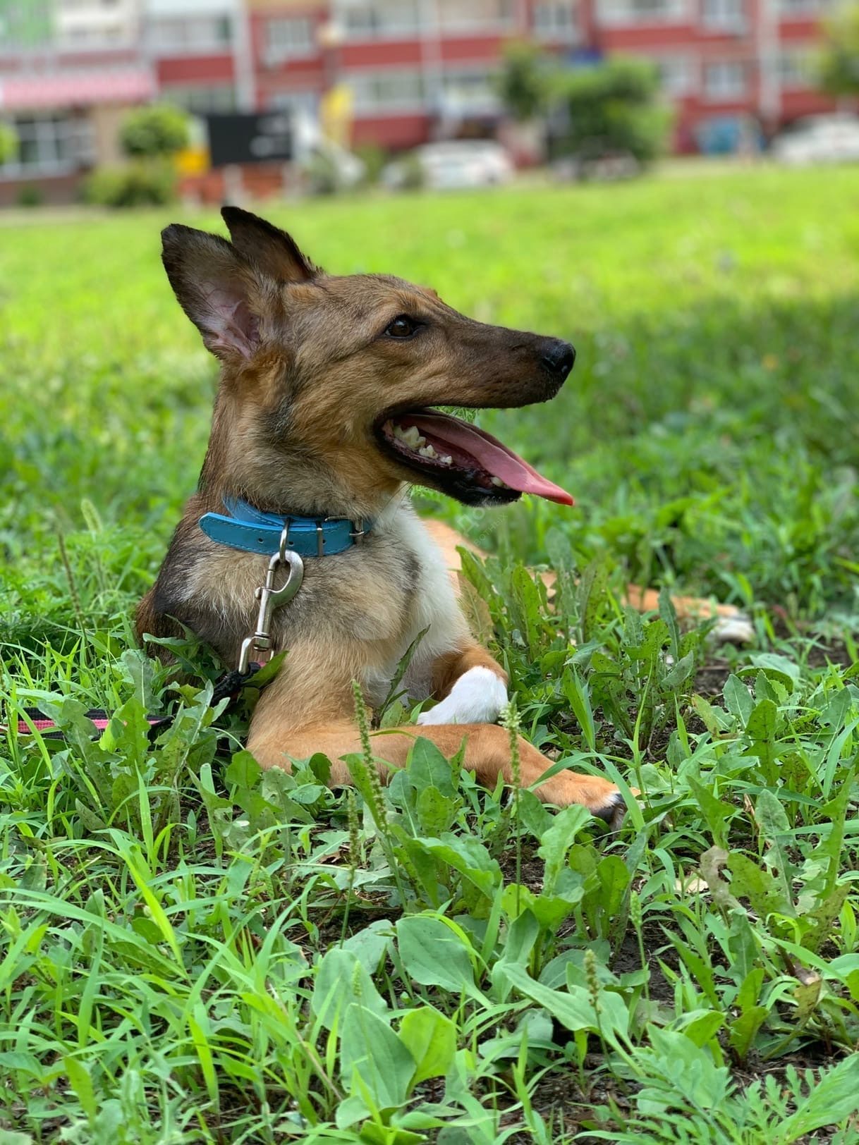 Мината (Лиса)