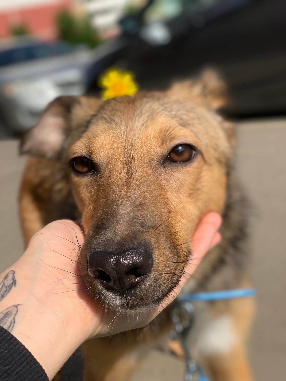 Мината (Лиса)