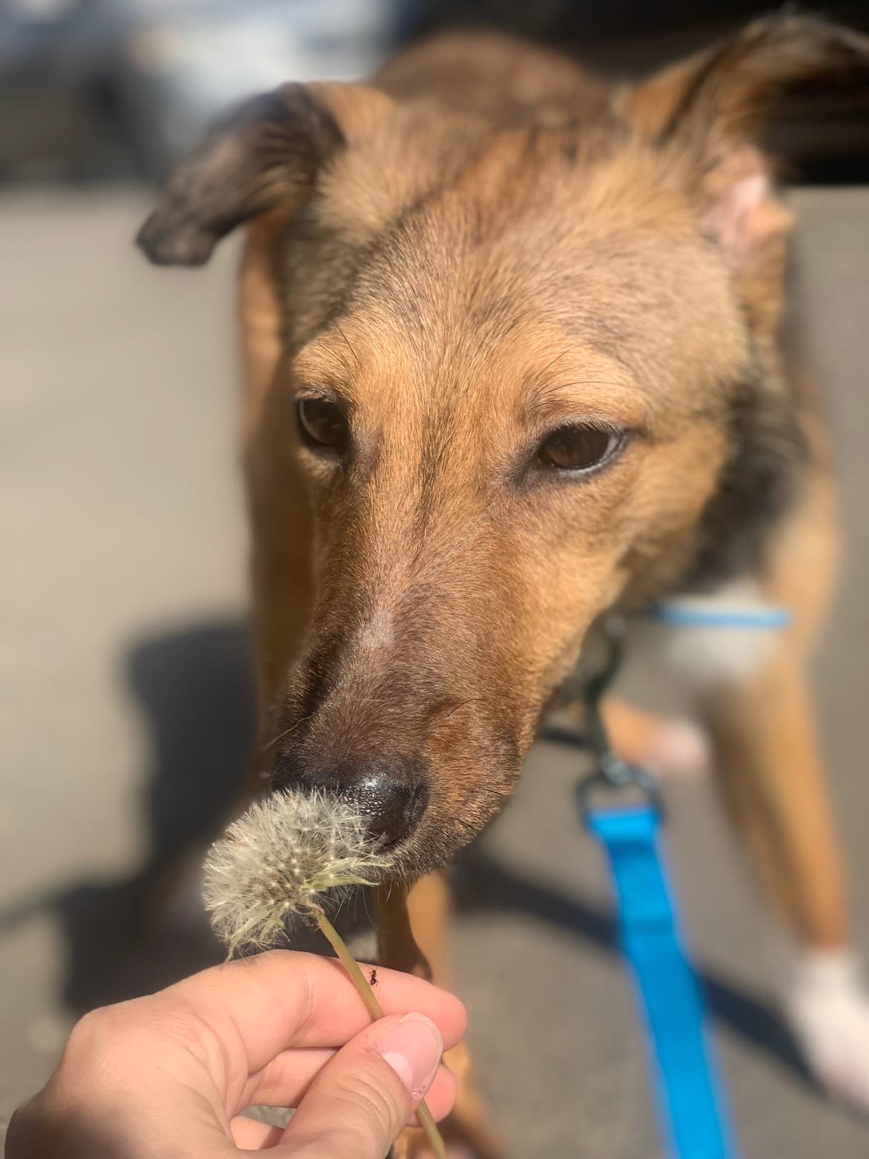 Мината (Лиса)