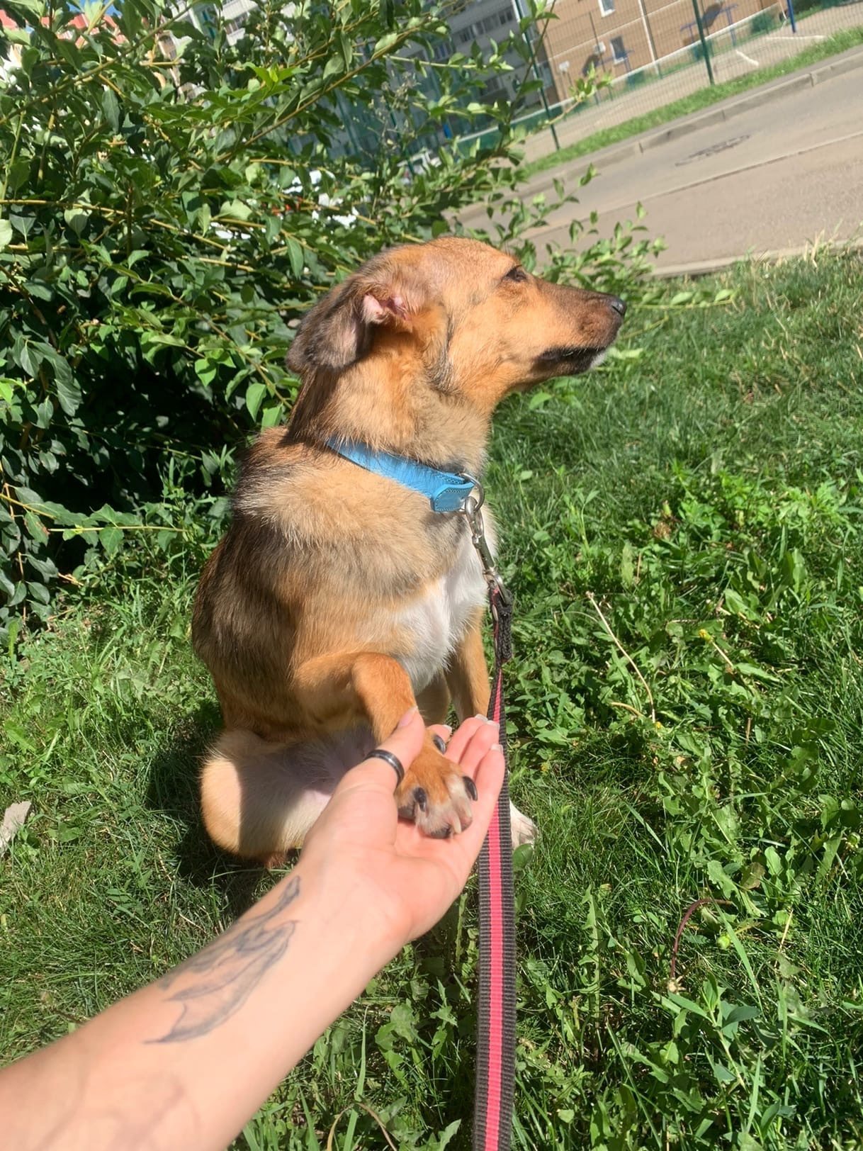 Мината (Лиса)