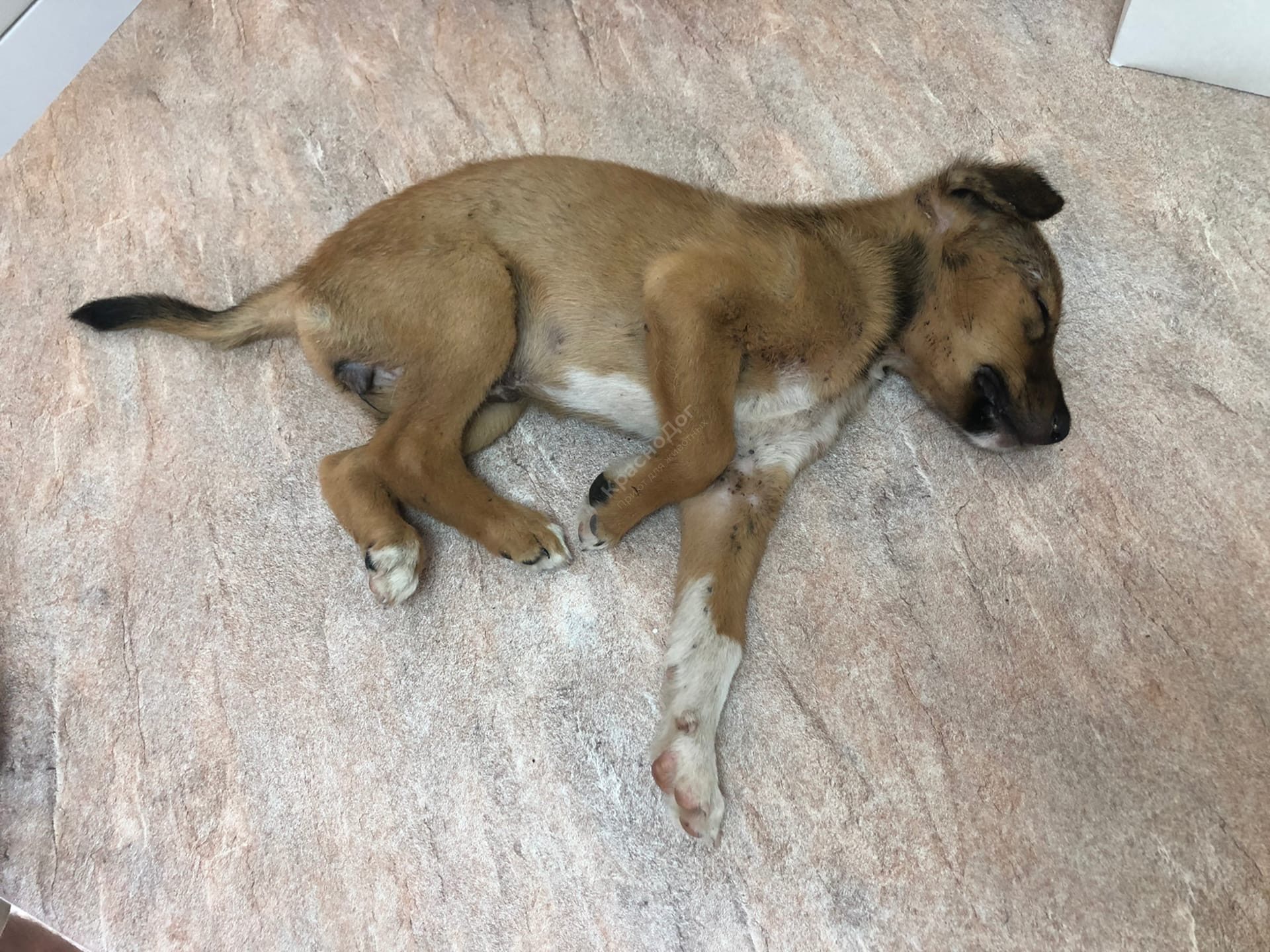 Мината (Лиса)