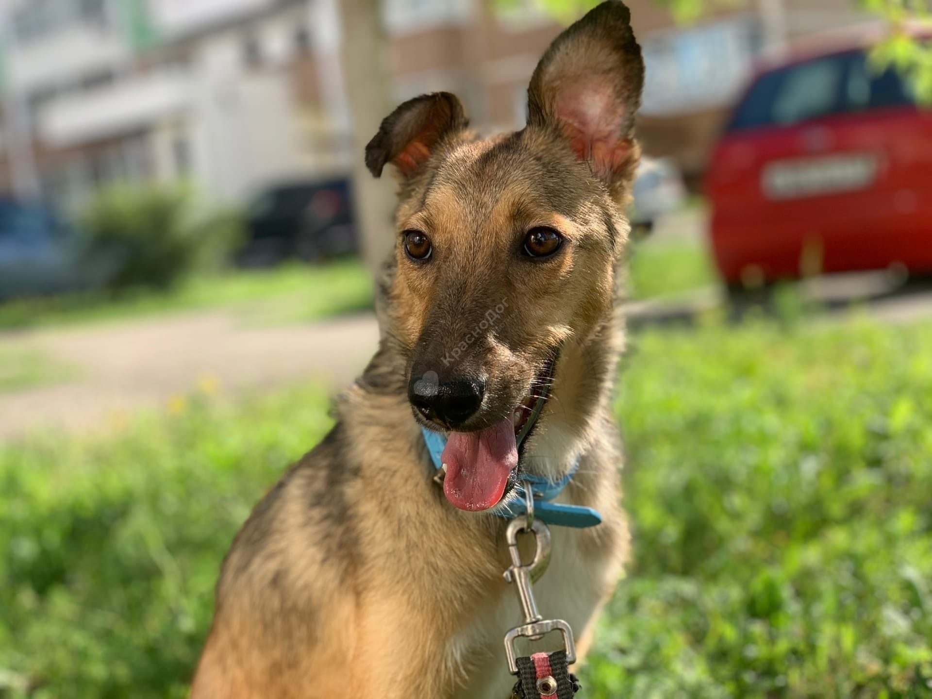 Мината (Лиса)