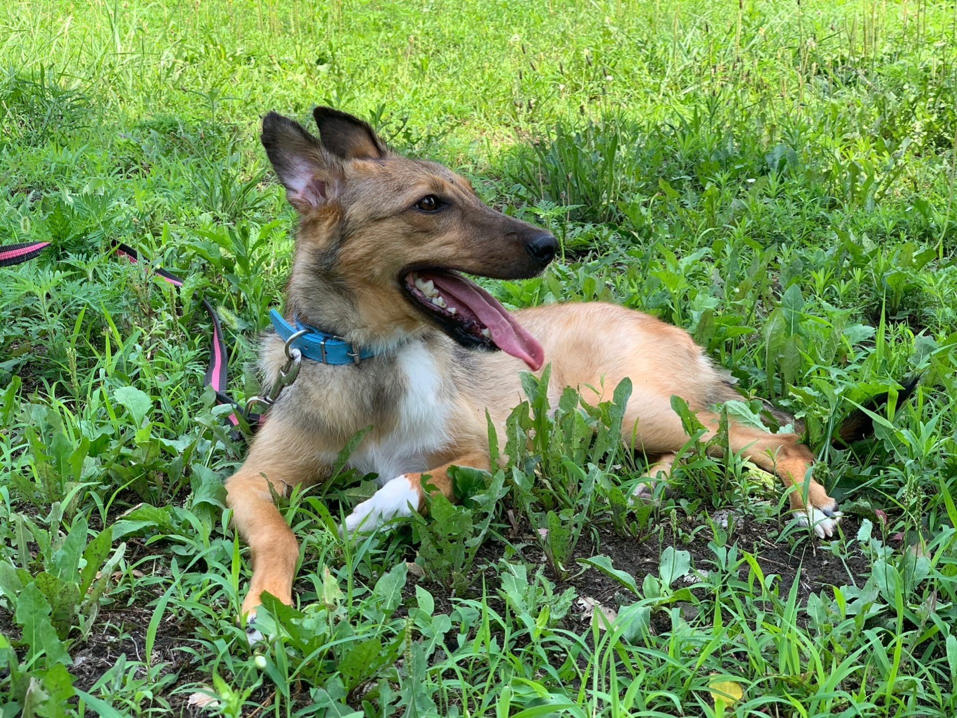 Мината (Лиса)