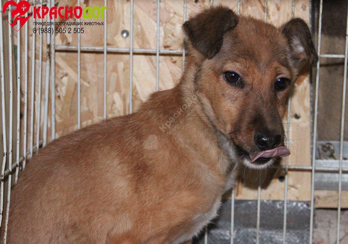 Мината (Лиса)