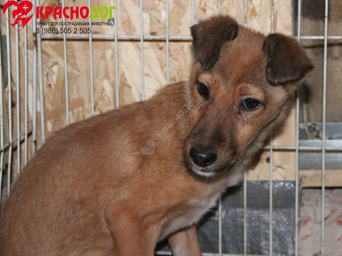 Мината (Лиса)