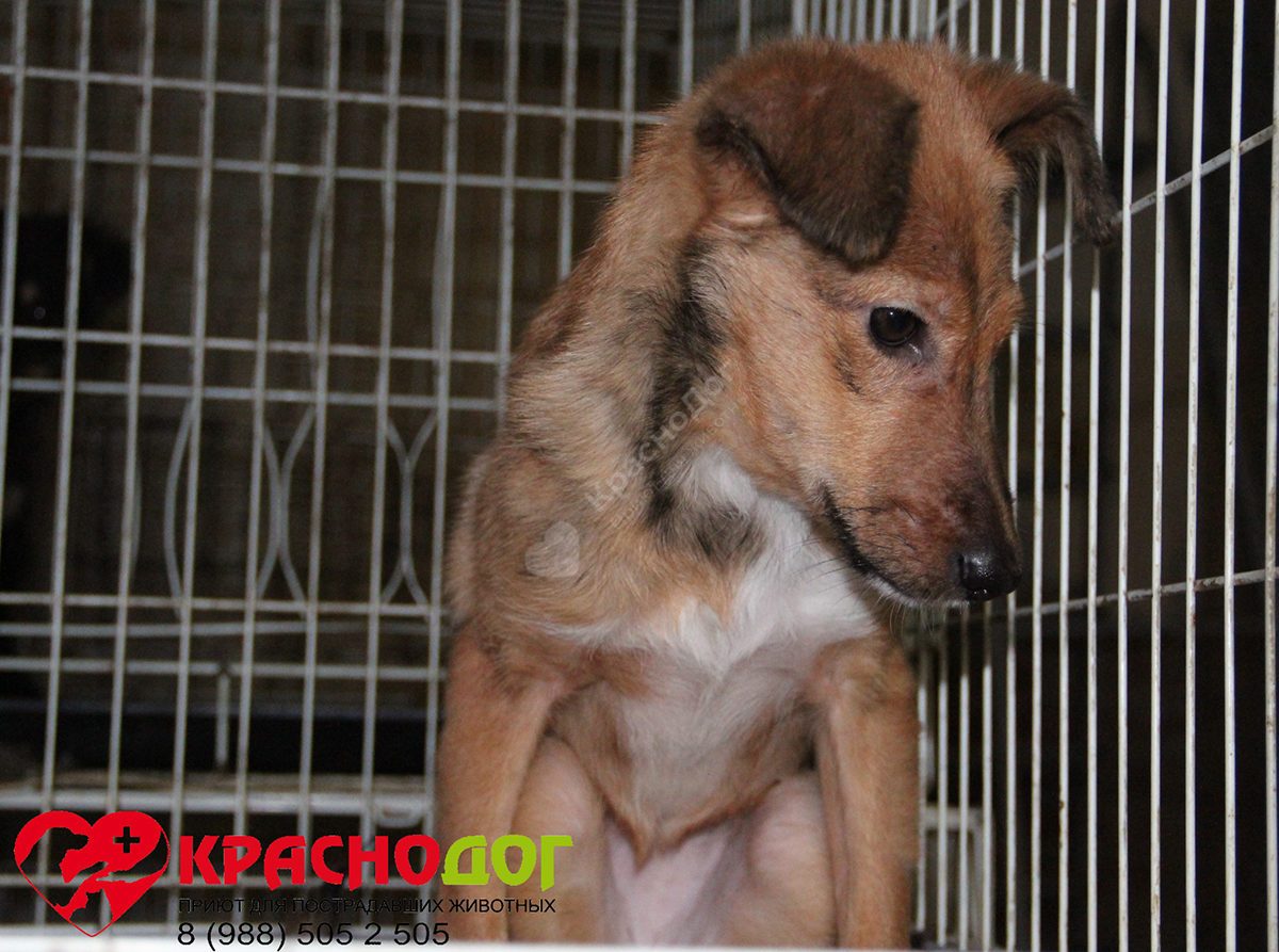 Мината (Лиса)