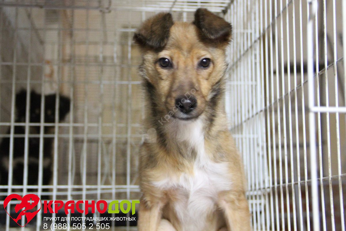 Мината (Лиса)