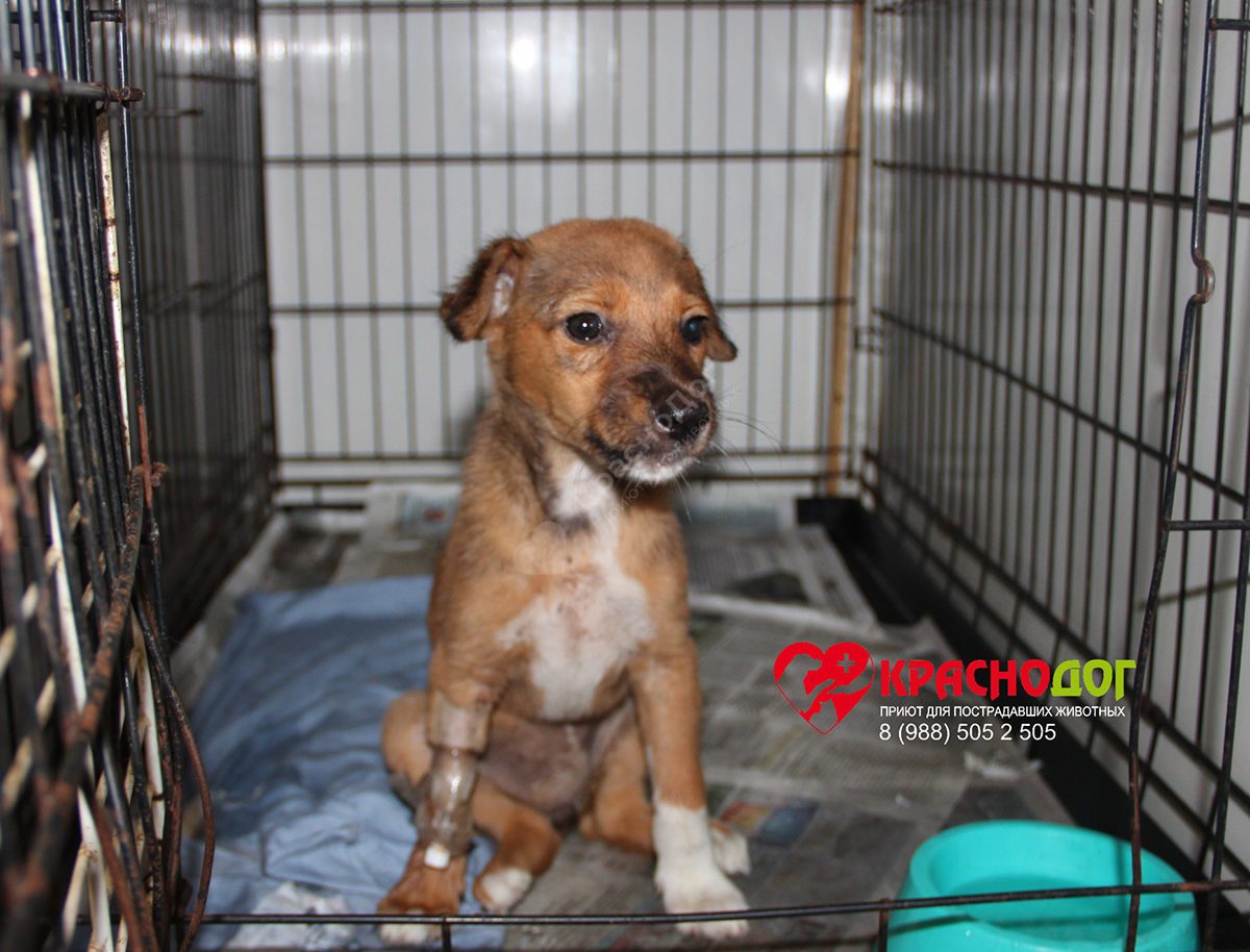 Мината (Лиса)