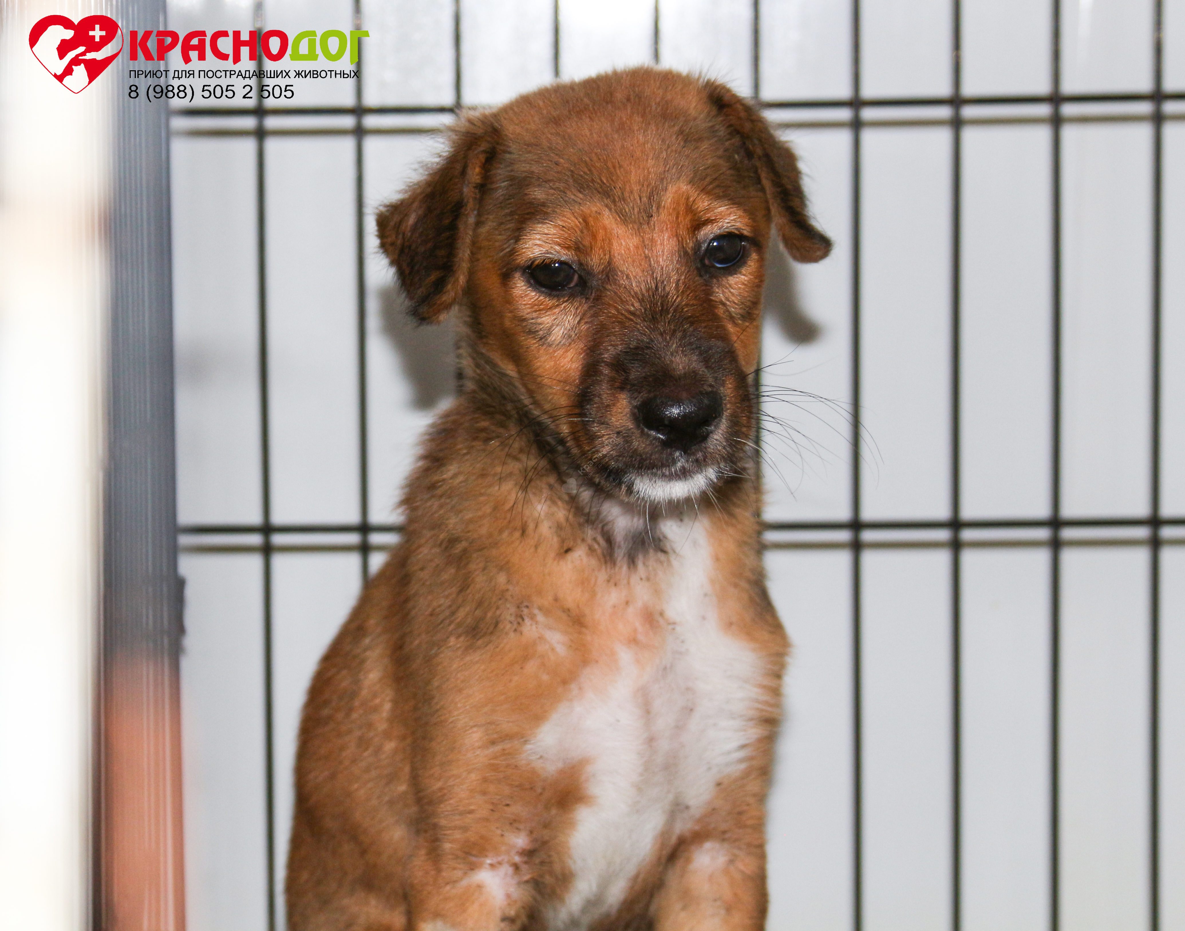 Мината (Лиса)