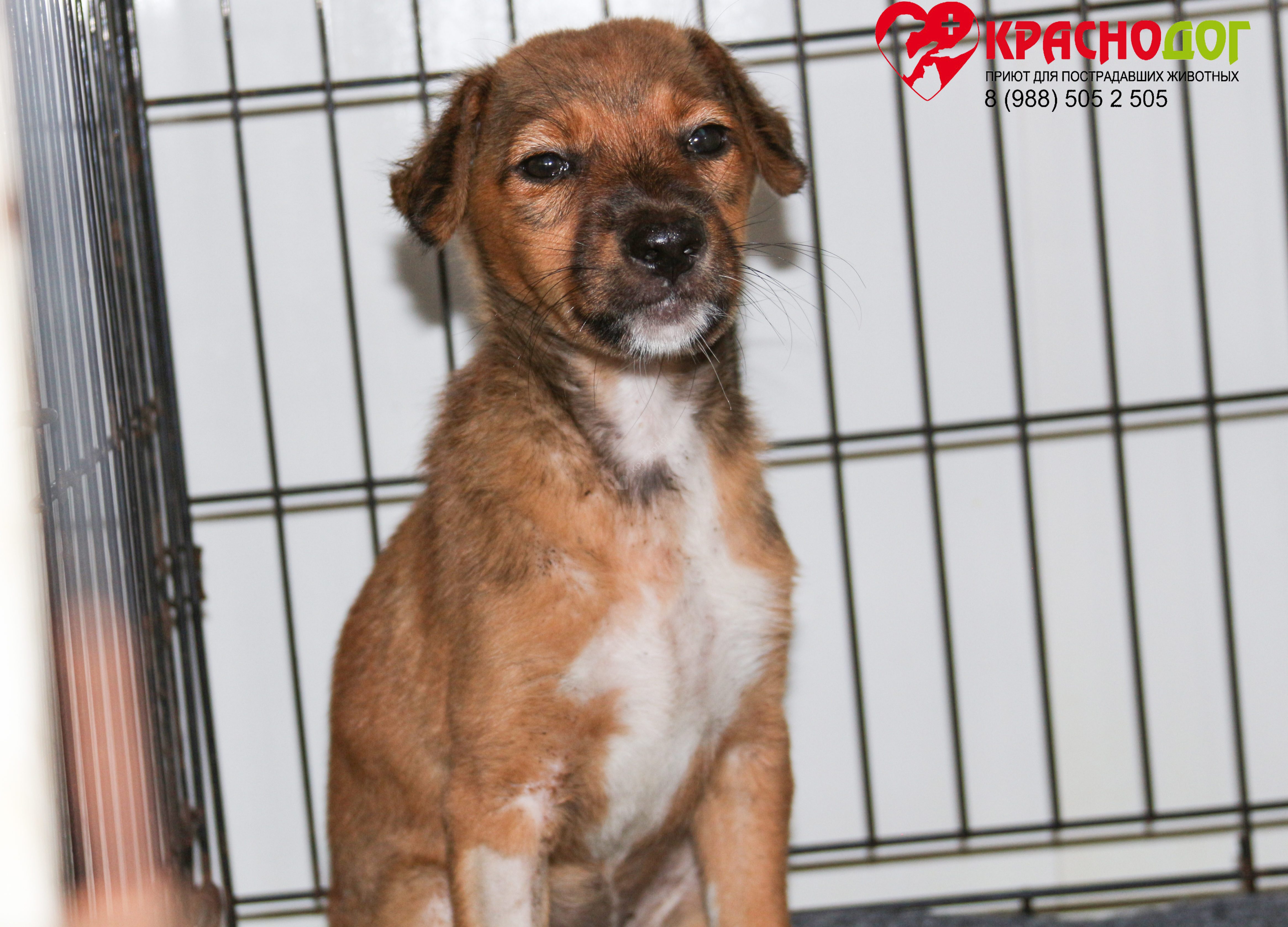 Мината (Лиса)