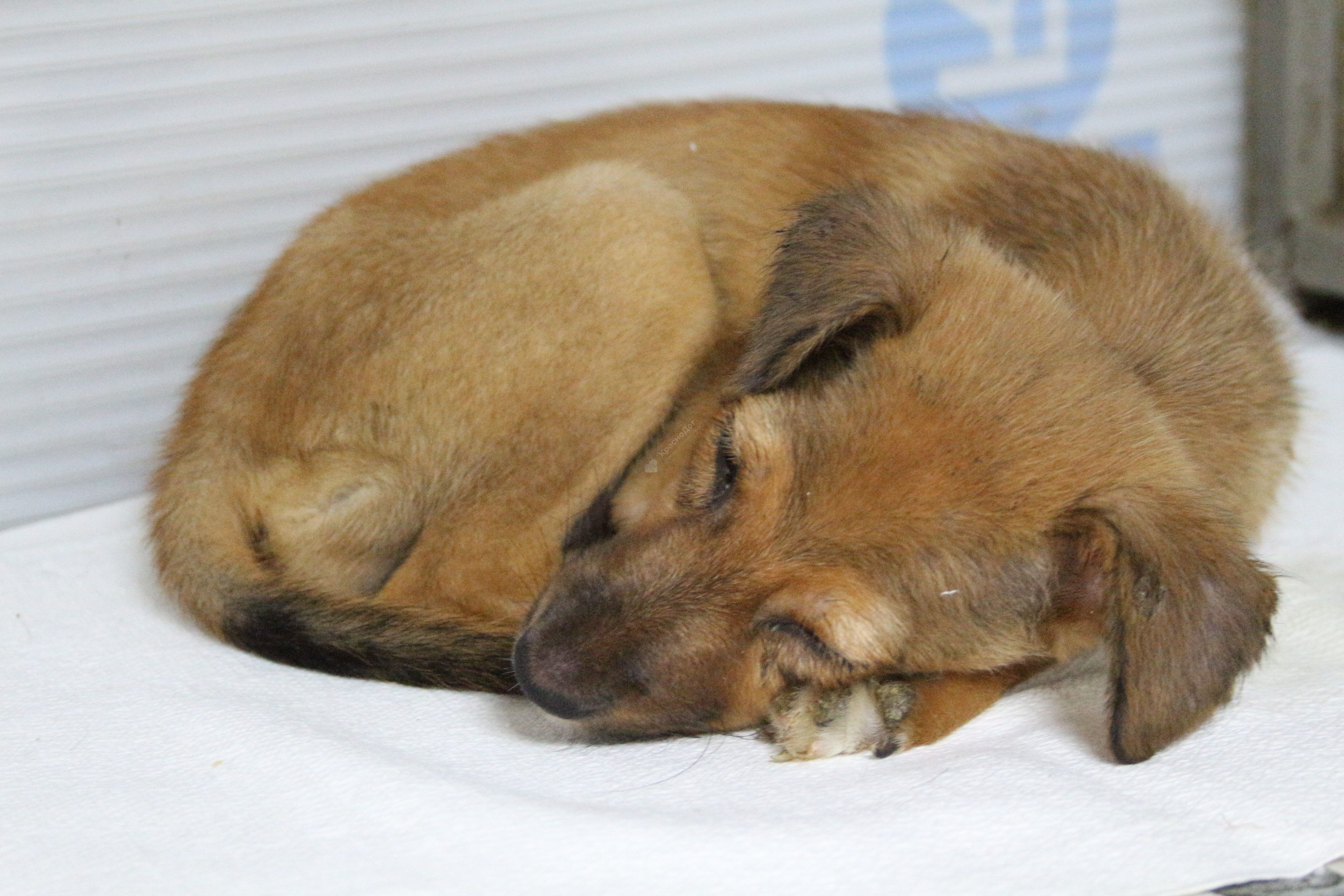 Мината (Лиса)