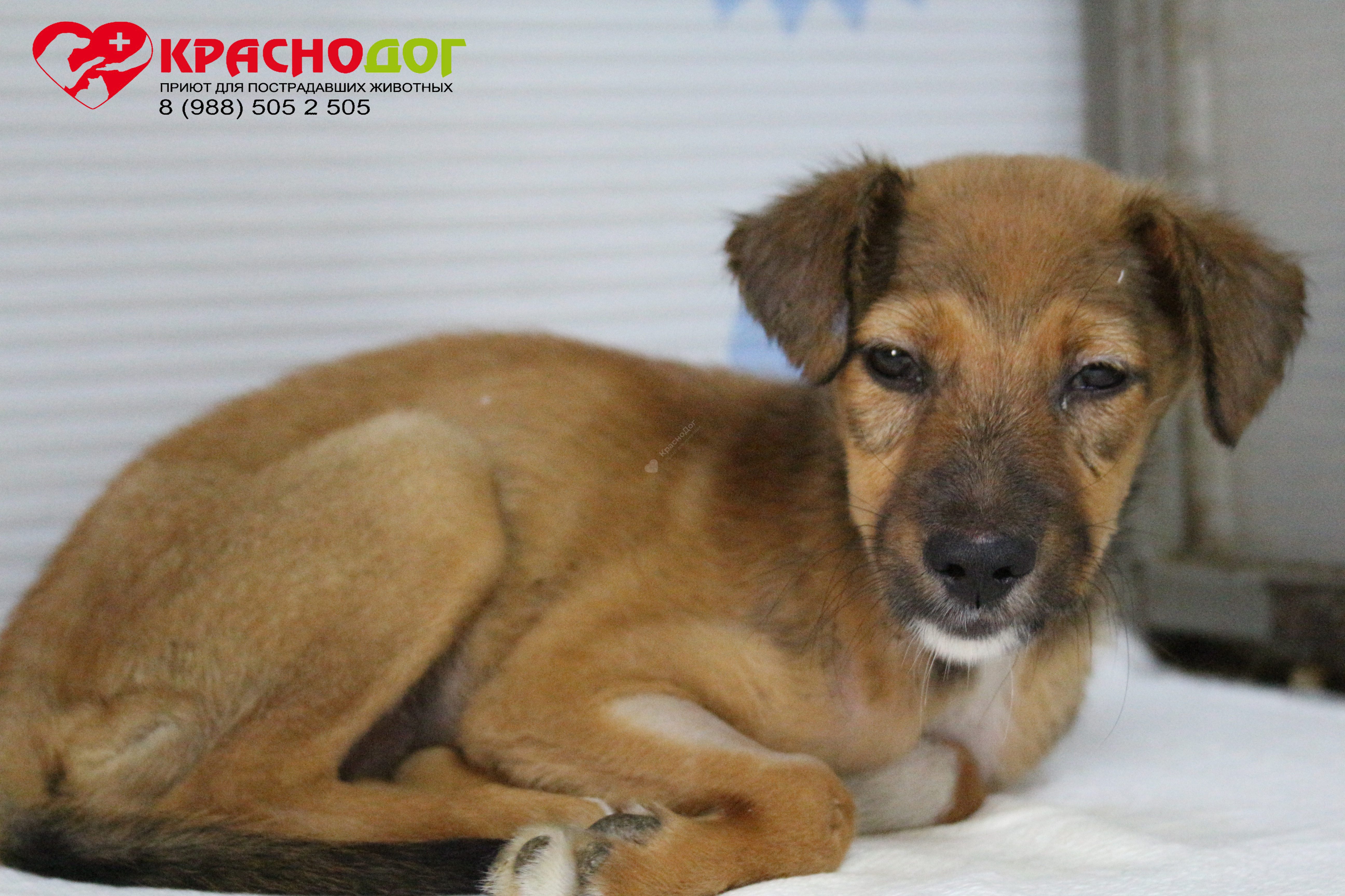 Мината (Лиса)