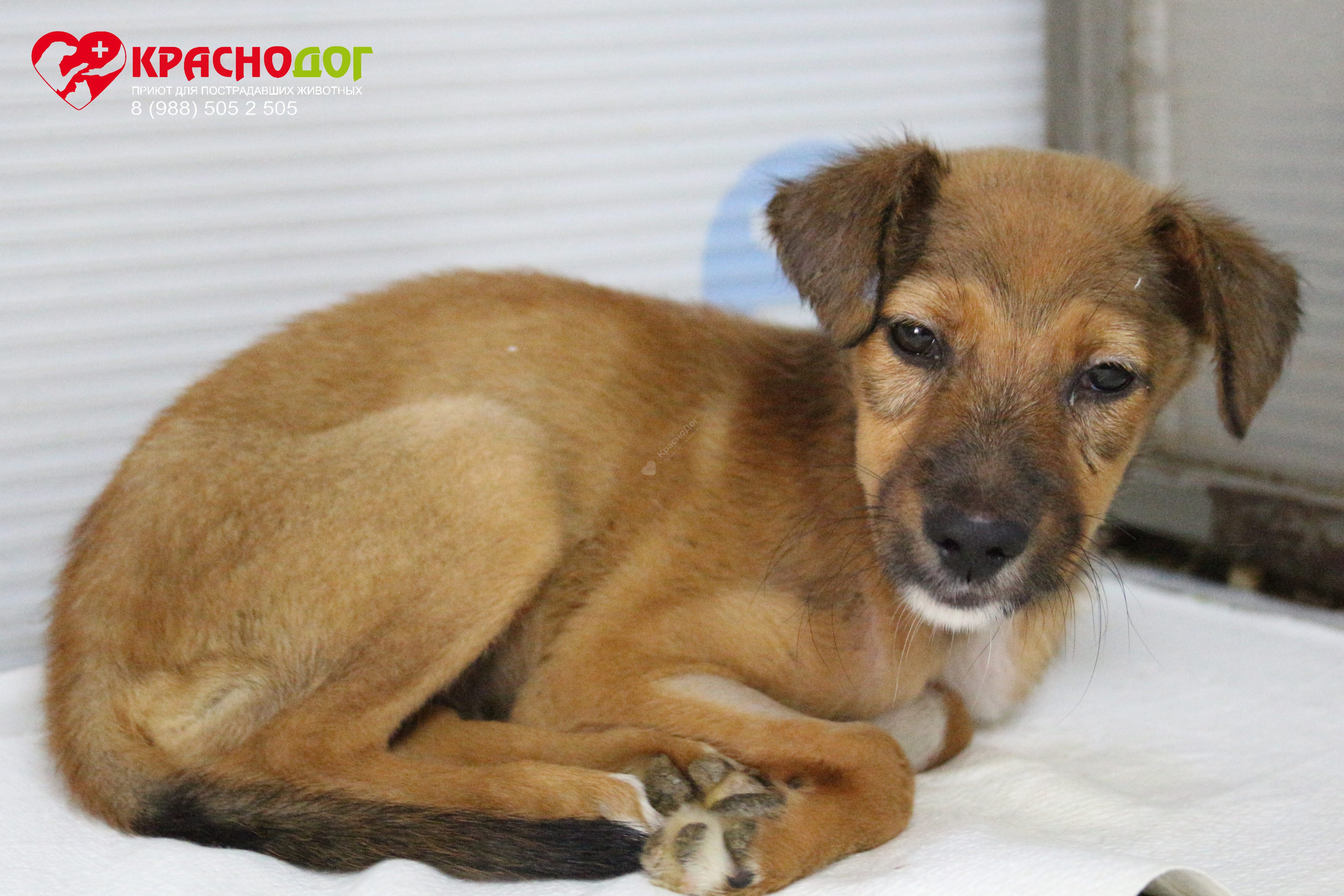 Мината (Лиса)