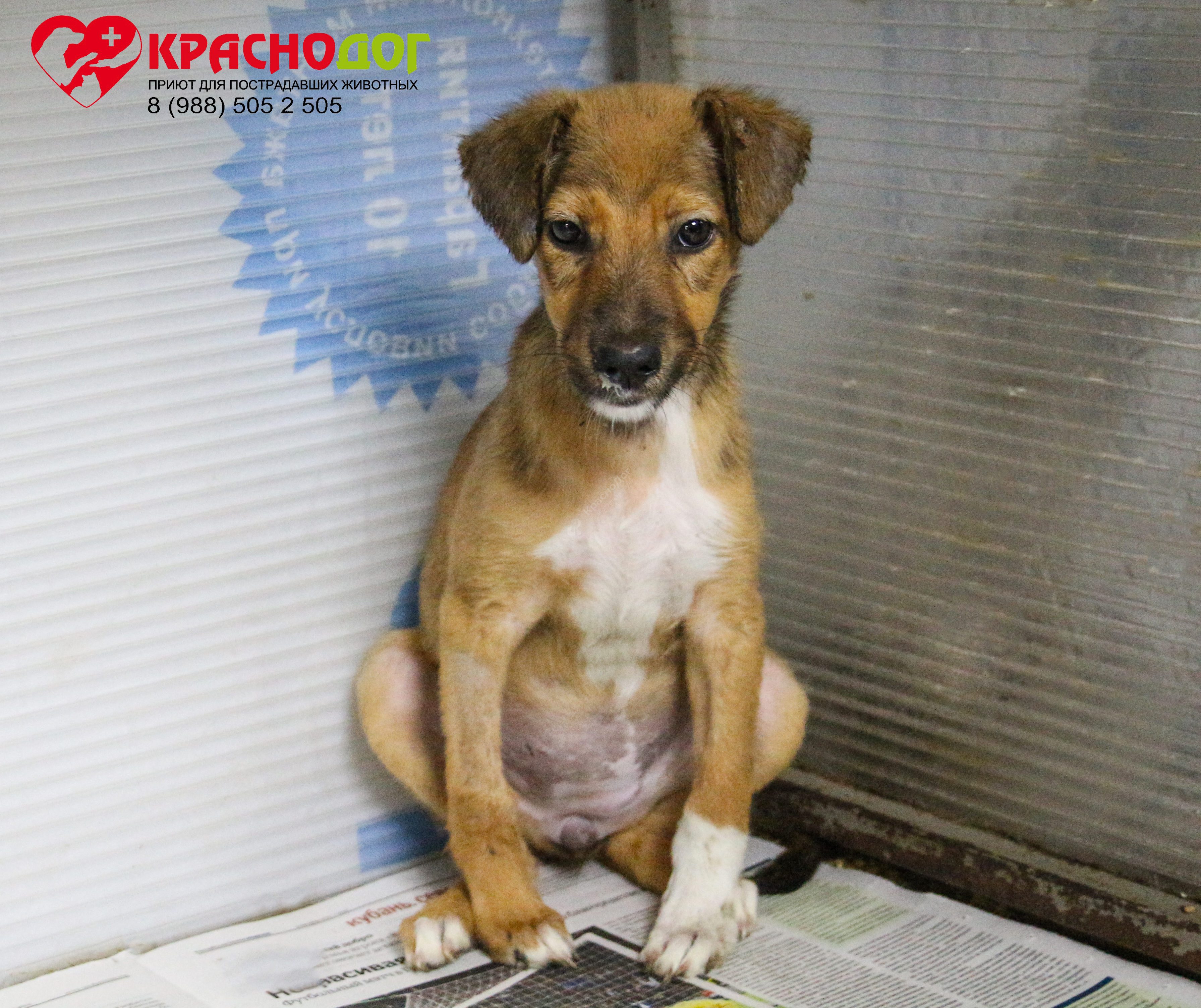 Мината (Лиса)