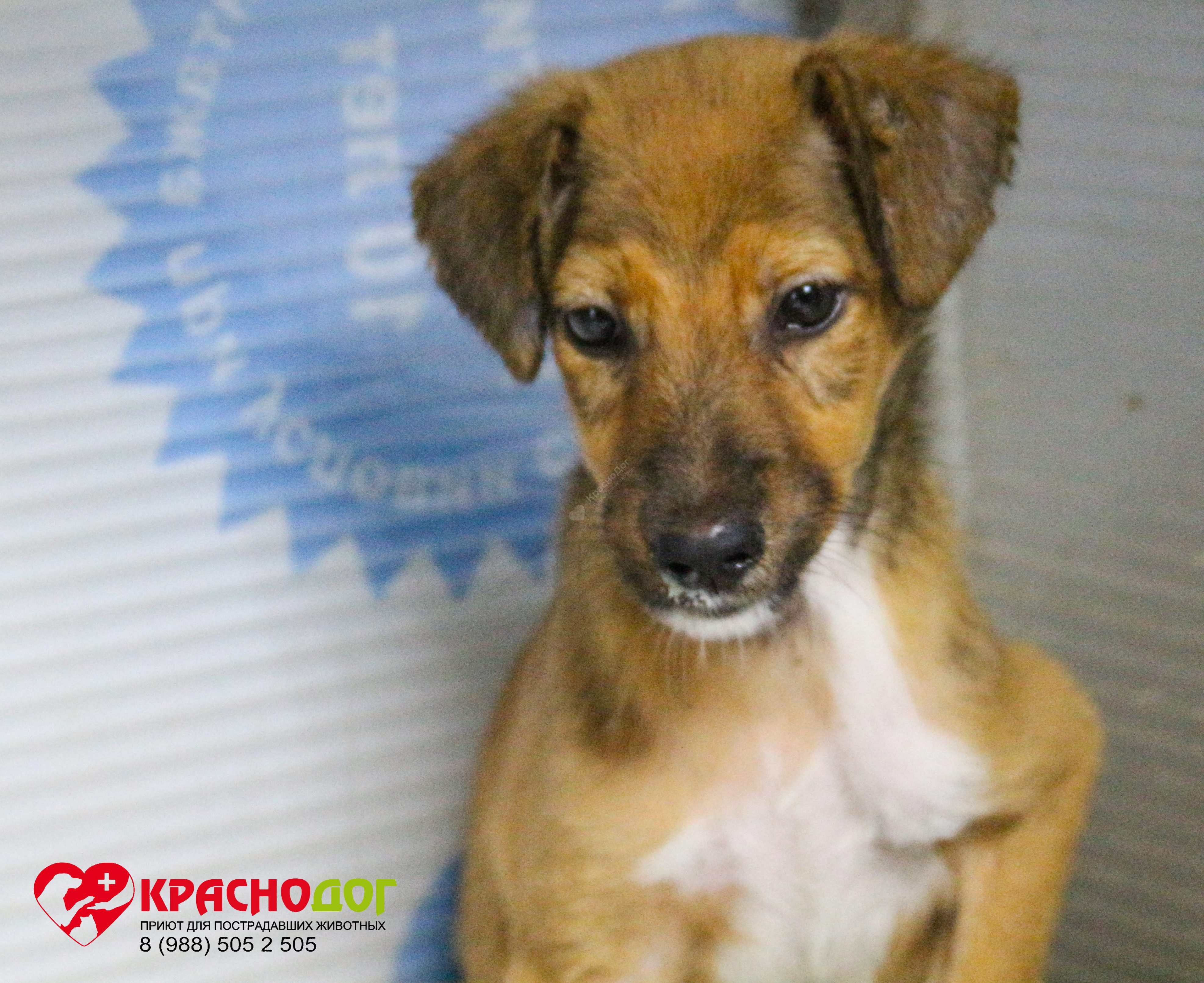 Мината (Лиса)